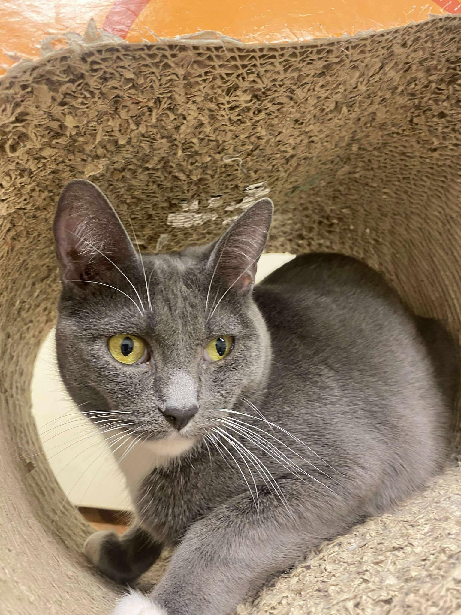 ELOISE, a Adoptable mixed breed in HEMET, CA image 4/6