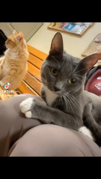 Enlarge ELOISE, a Adoptable mixed breed in HEMET, CA video 6/6