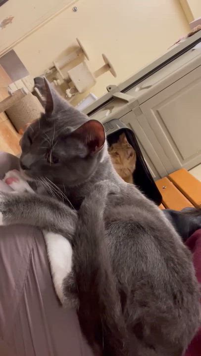 Enlarge ELOISE, a Adoptable mixed breed in Murrieta, CA video 6/6