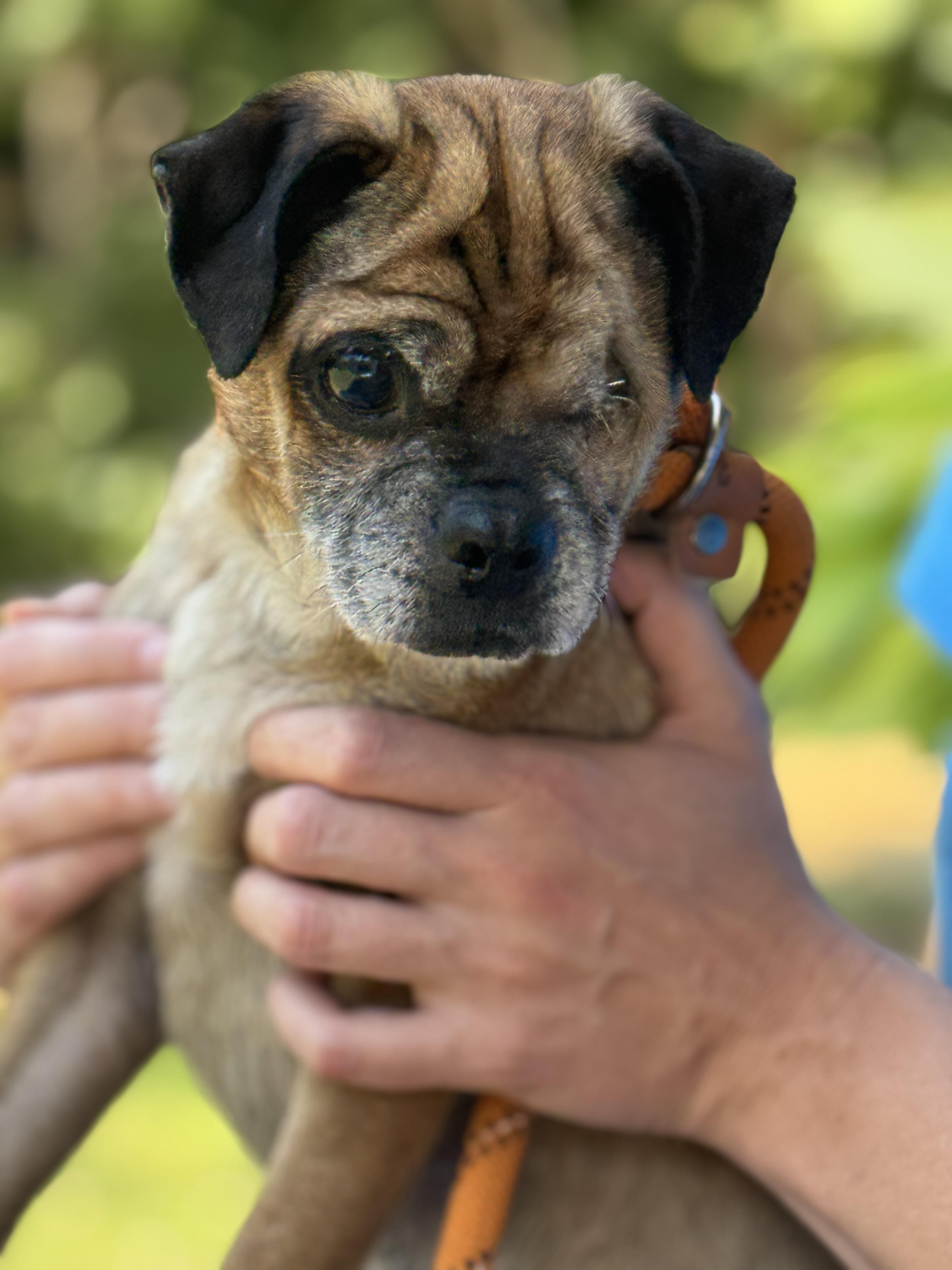 Albert, a Adoptable Puggle in Richmond, VA image 3/6