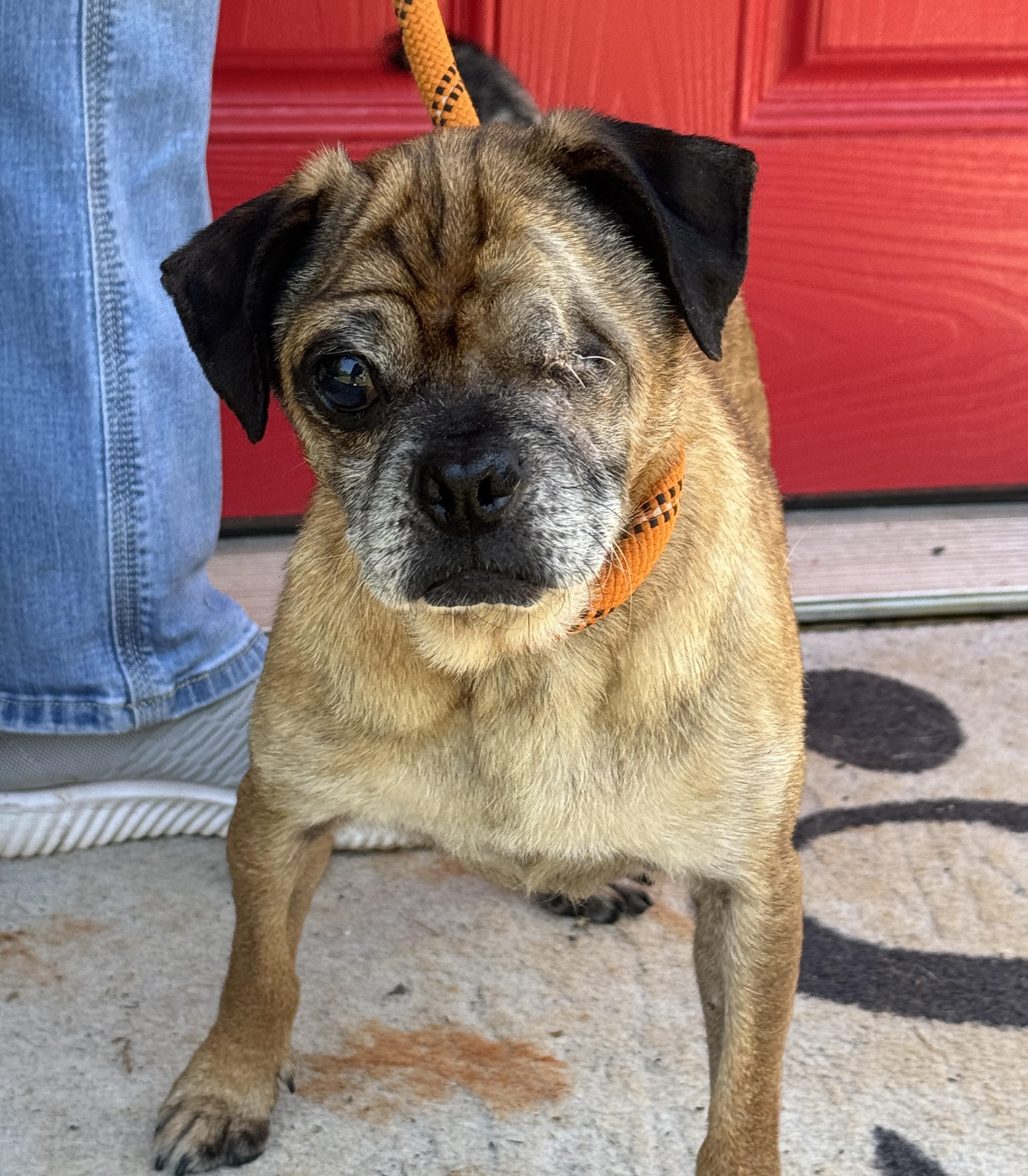 Albert, a Adoptable Puggle in Richmond, VA image 4/6