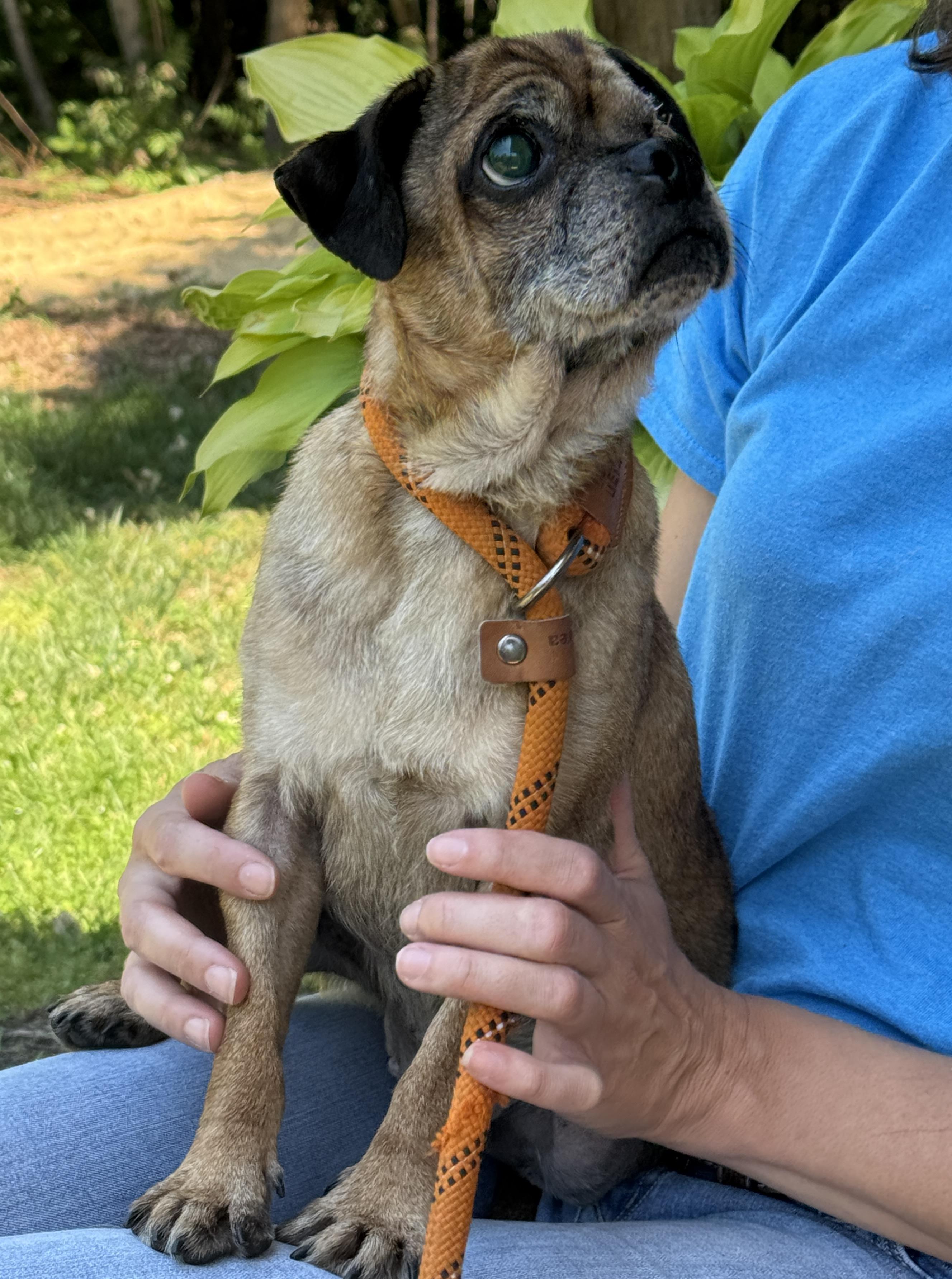 Albert, a Adoptable Puggle in Richmond, VA image 5/6