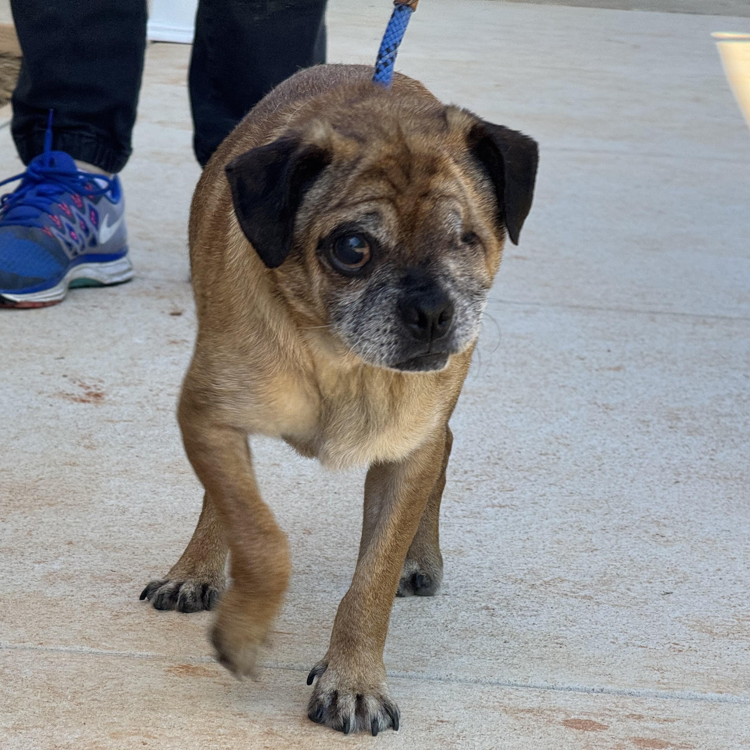Albert, a Adoptable Puggle in Richmond, VA image 6/6
