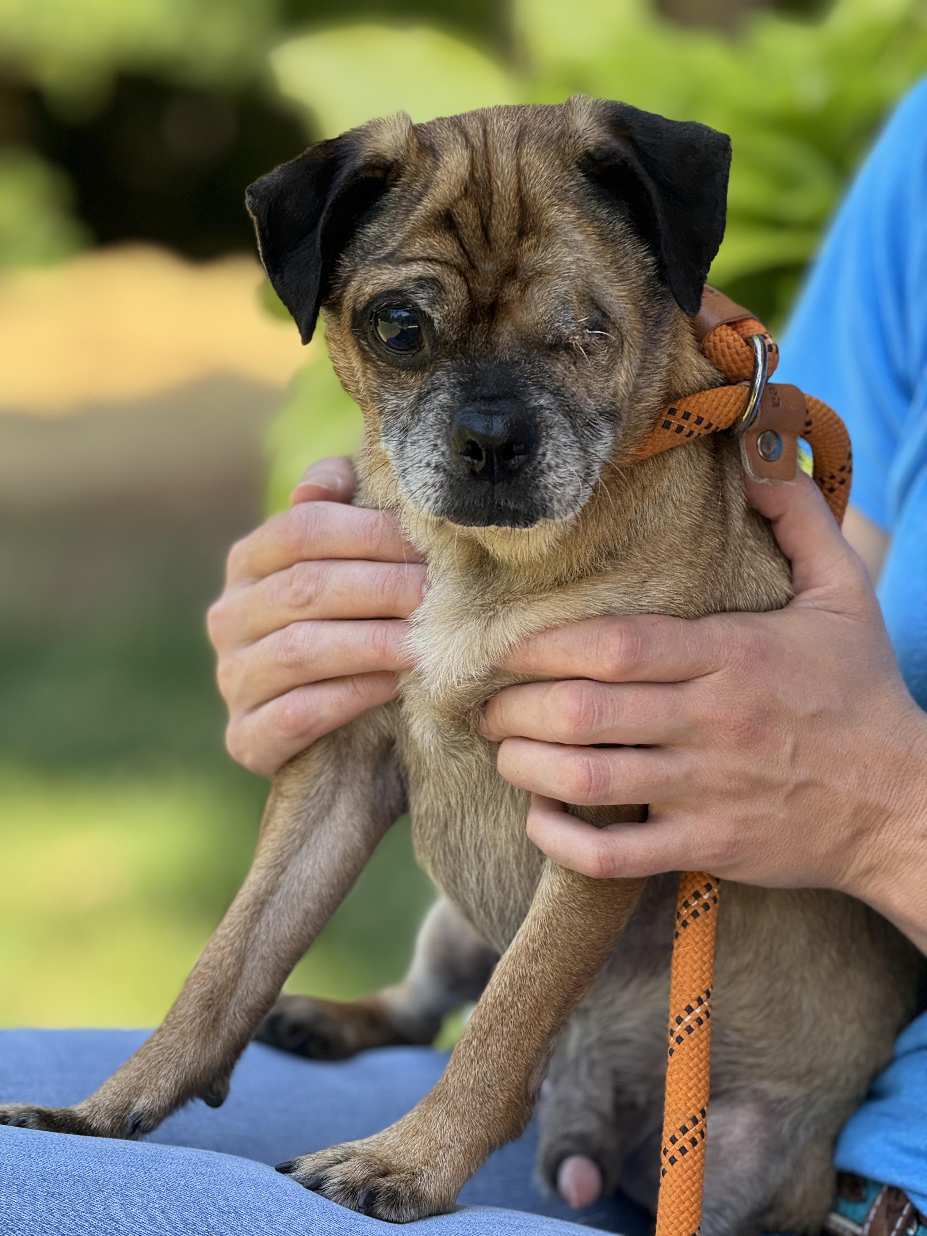 Albert, a Adoptable Puggle in Richmond, VA image 2/6