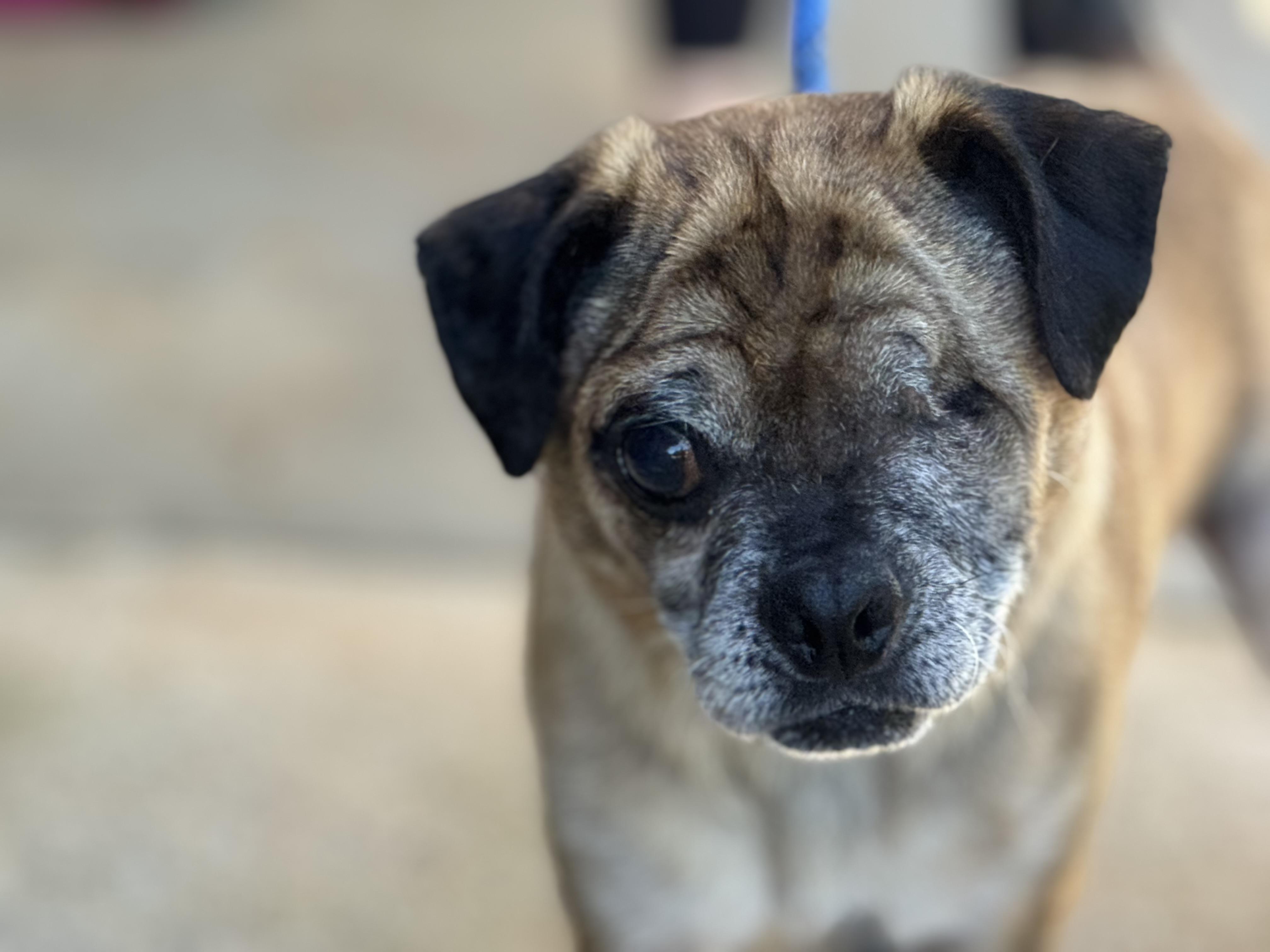 Albert, Adoptable, Adult Male Puggle.