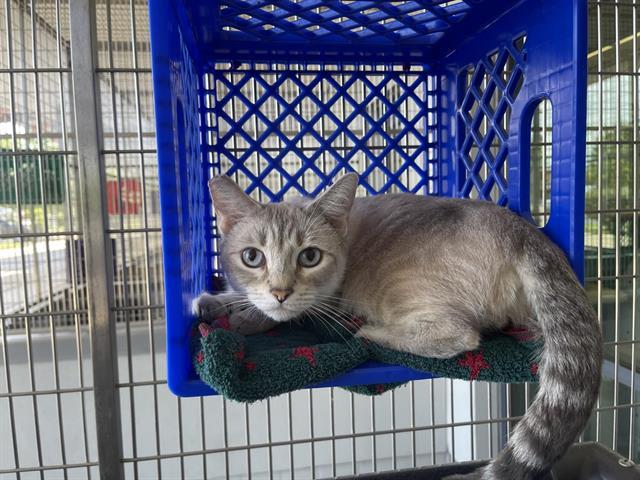 Enlarge GHOST, a Adoptable Domestic Short Hair in Auburn, CA image 1/1