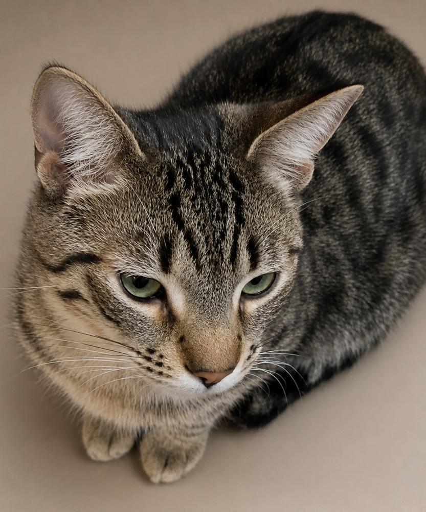 Enlarge Crook, a Adoptable mixed breed in Calimesa, CA image 2/2