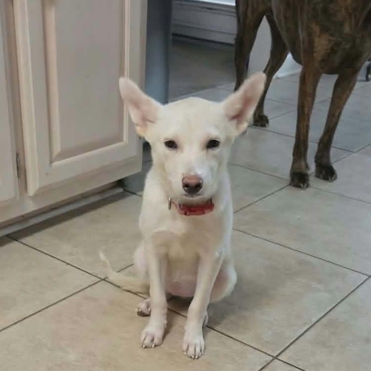 Enlarge Tabitha (Fostered in TN), a Adoptable mixed breed in Brooklyn, CT image 2/5