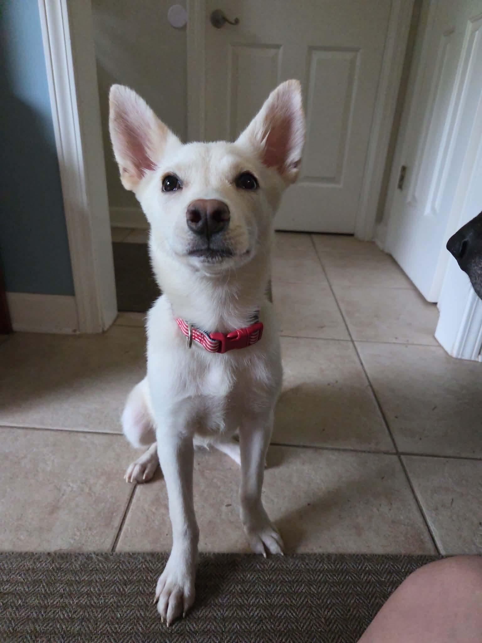 Enlarge Tabitha (Fostered in TN), a Adoptable mixed breed in Brooklyn, CT image 1/5