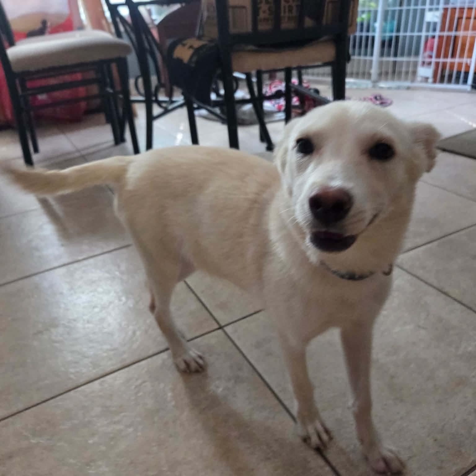 Enlarge Tabitha (Fostered in TN), a Adoptable mixed breed in Brooklyn, CT image 4/5
