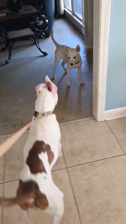 Enlarge Tabitha (Fostered in TN), a Adoptable mixed breed in Brooklyn, CT video 5/5