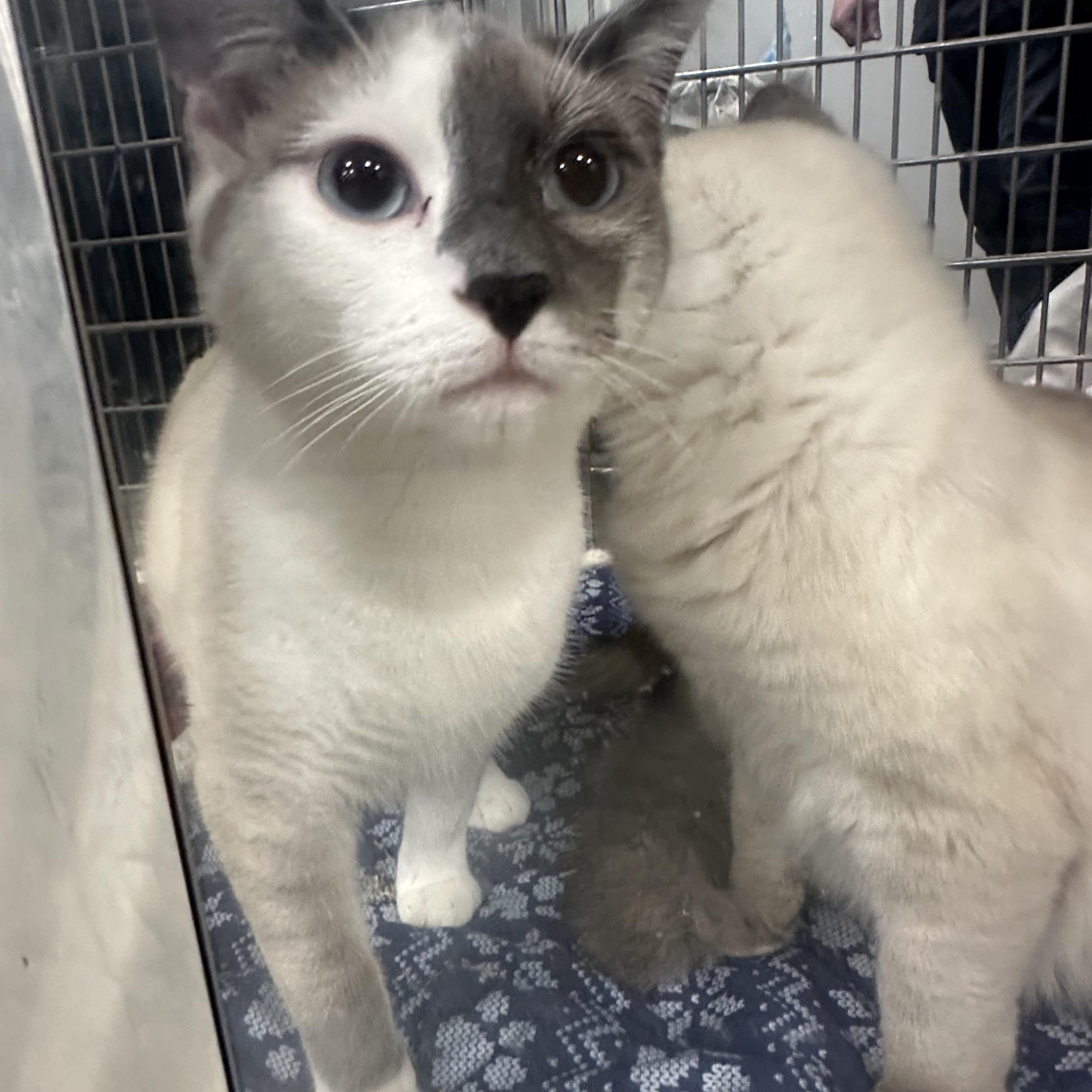 Michael and Rio, a ADOPTABLE Domestic Short Hair in Auburn, WA image 2/2
