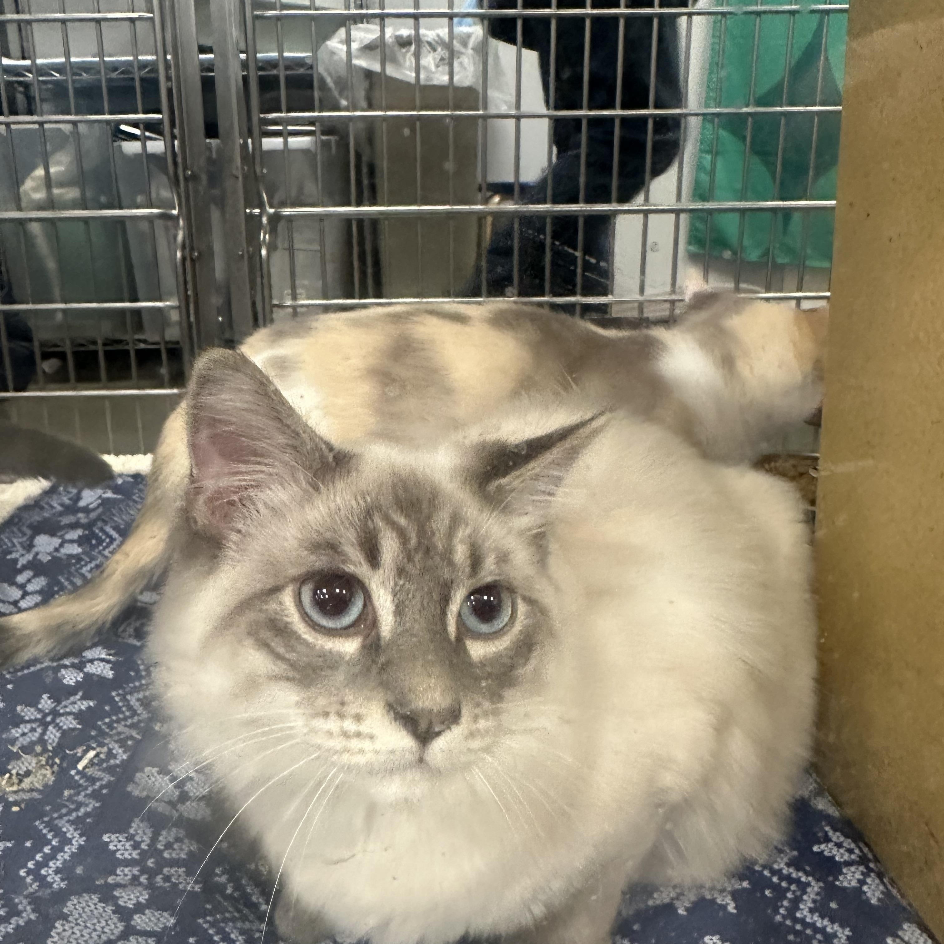 Michael and Rio, ADOPTABLE, Young Male Domestic Short Hair.