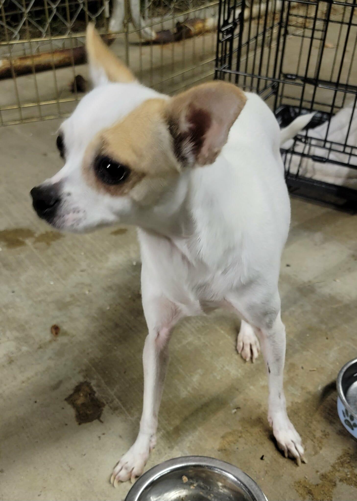 Enlarge Eden, an adopted mixed breed in Van Alstyne, TX image 1/1