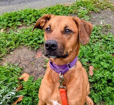 Enlarge MARTIKA, a Adoptable mixed breed in Martinez, CA image 1/1