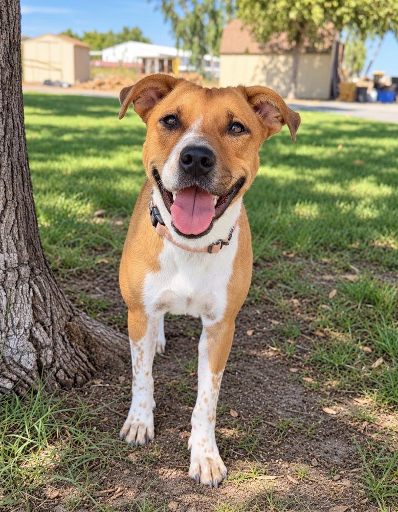Daisy, Adoptable, Puppy Female Cattle Dog & Pit Bull Terrier.