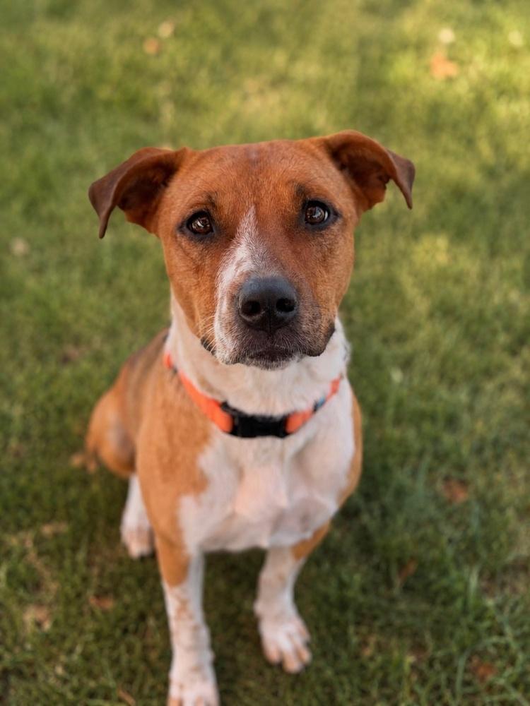 Enlarge Daisy, a Adoptable mixed breed in Pleasant Hill, CA image 1/1