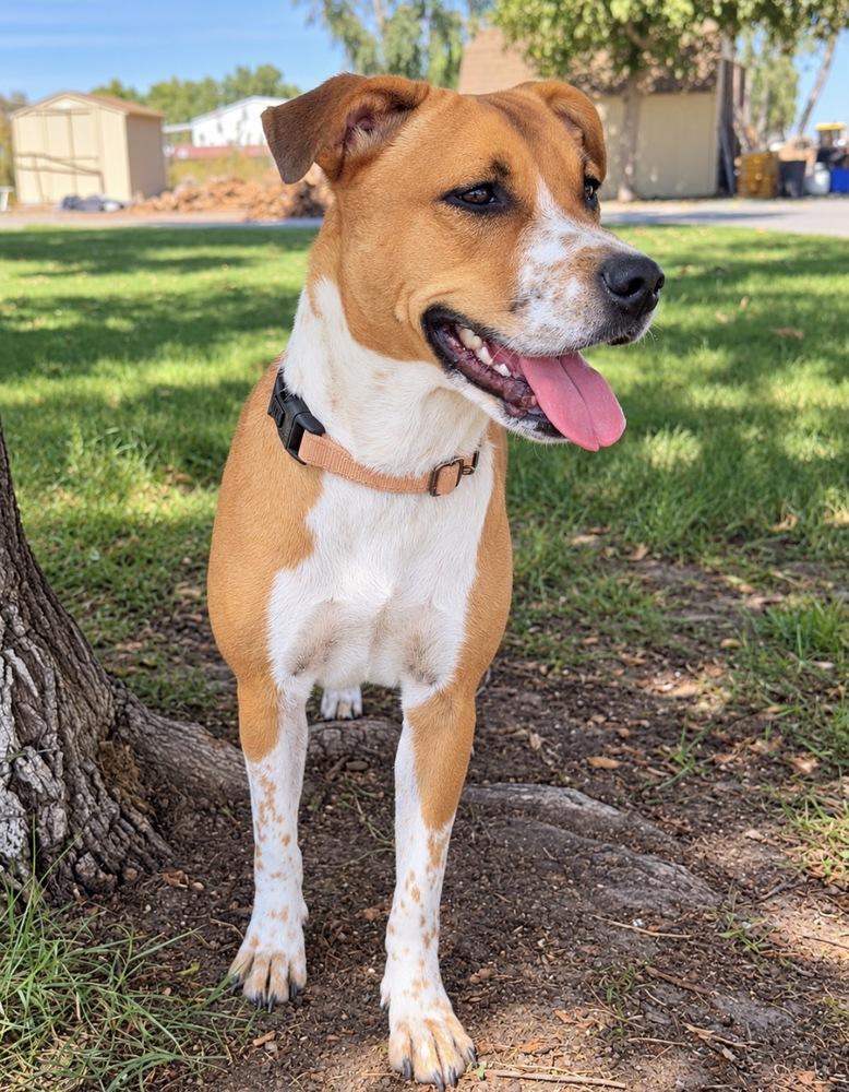 Enlarge Daisy, a Adoptable mixed breed in Pleasant Hill, CA image 3/3