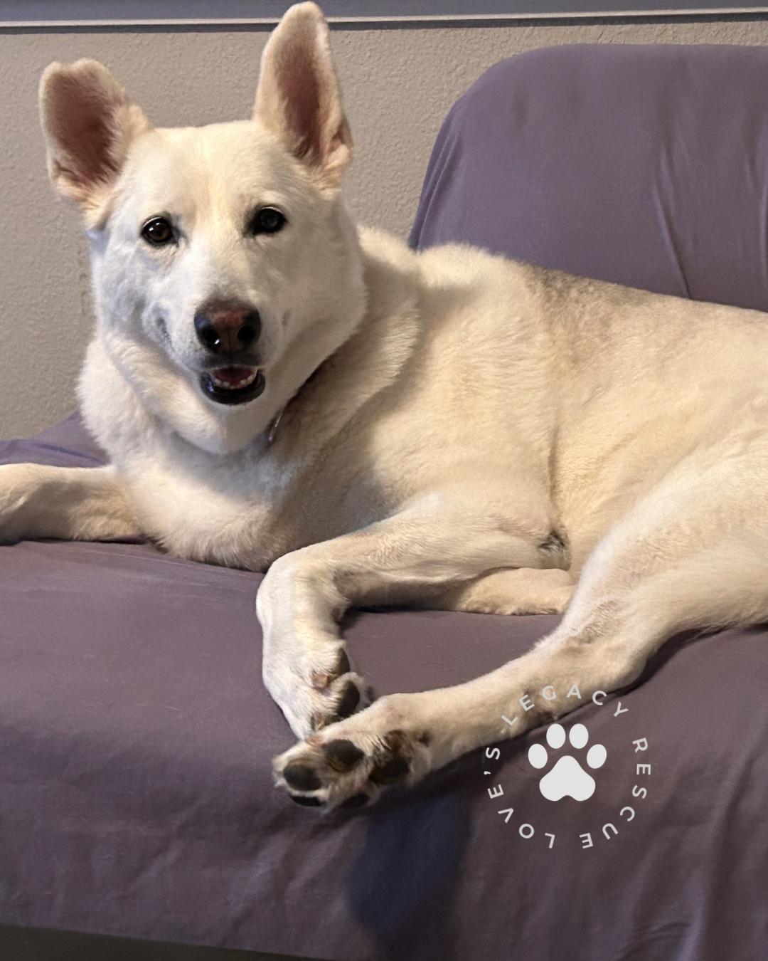 Enlarge Alice, a Adoptable mixed breed in San Rafael, CA image 1/6