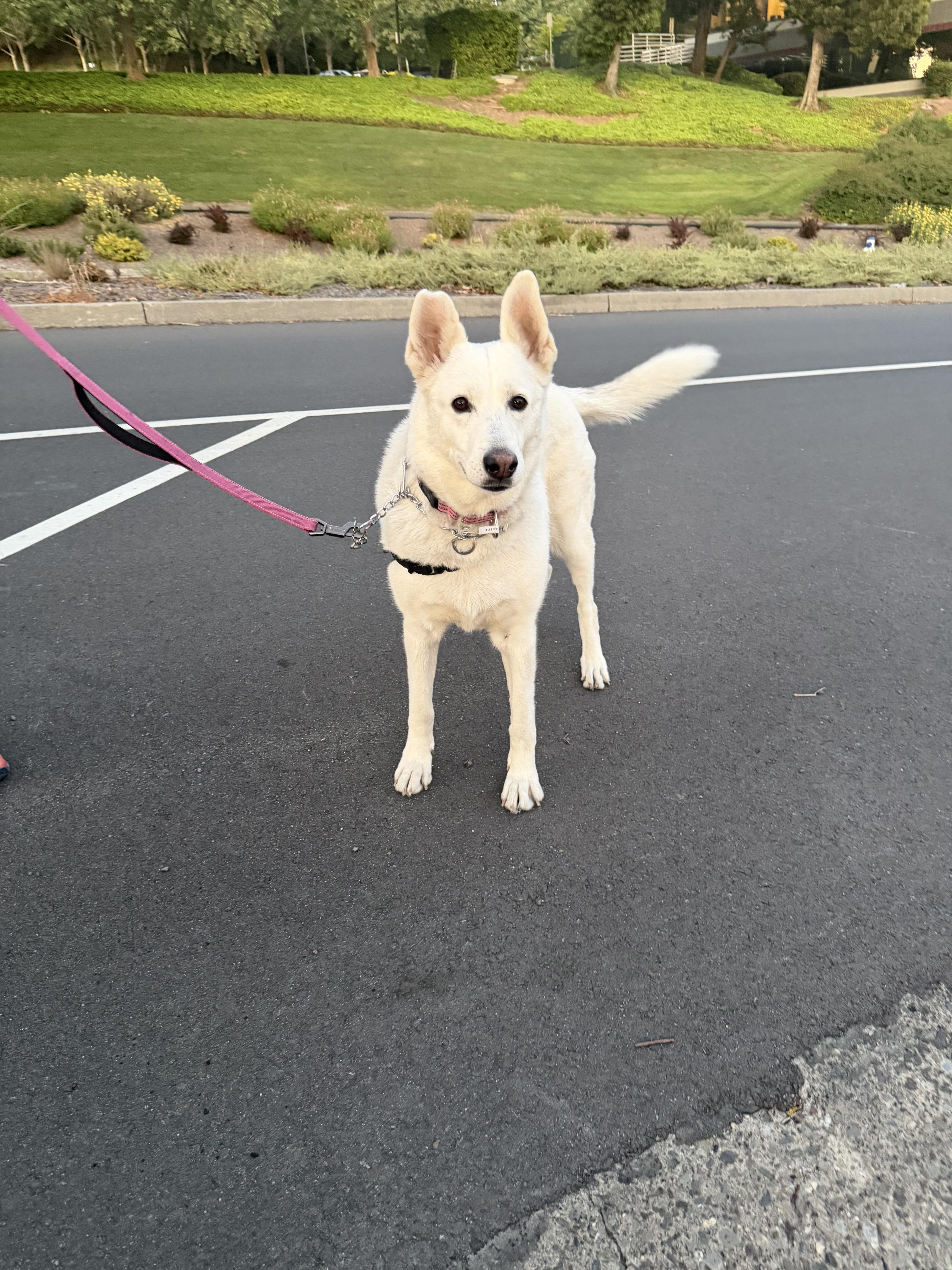 Enlarge Alice, a Adoptable mixed breed in Rohnert Park, CA image 2/5