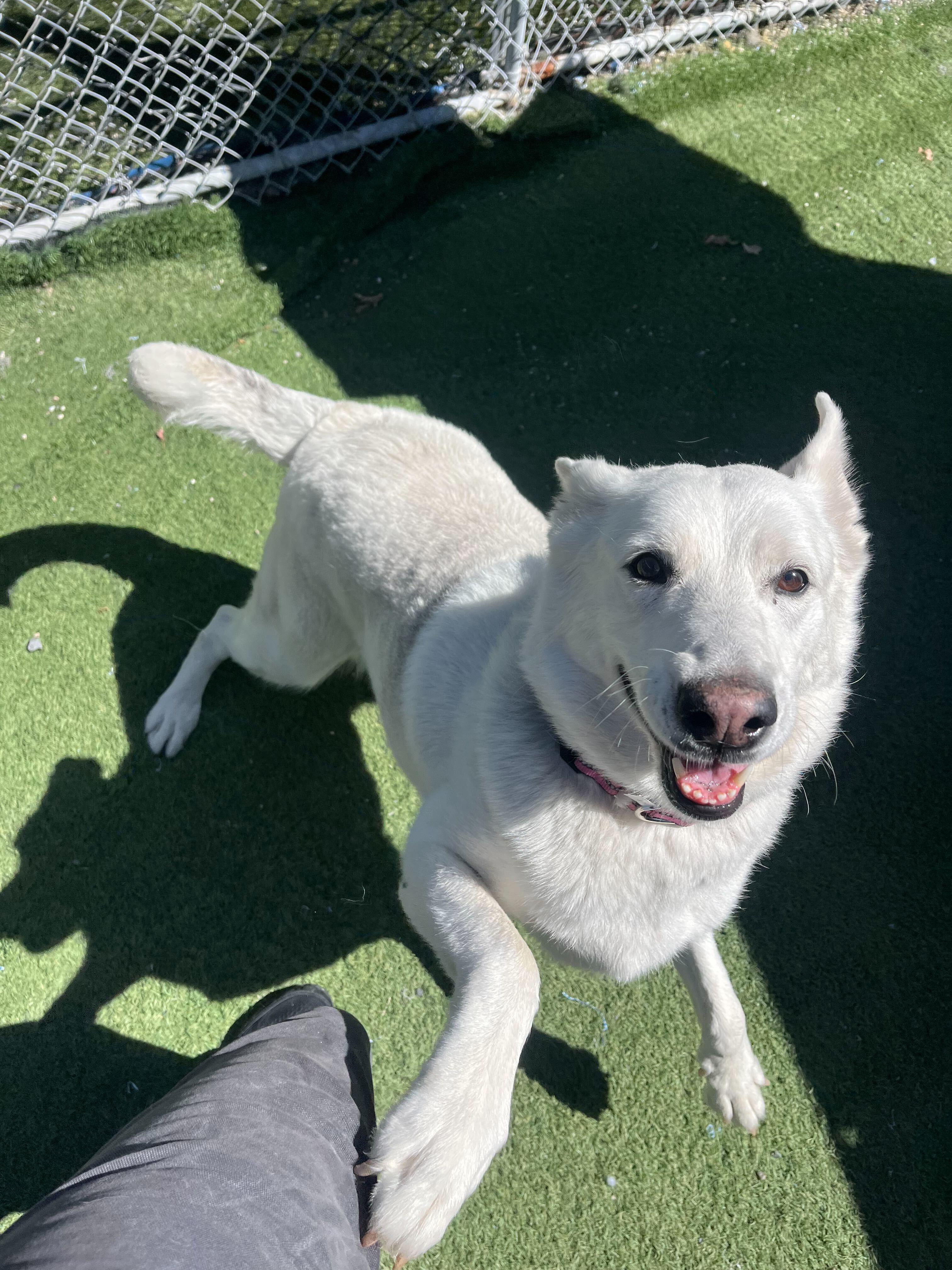 Alice, Adoptable, Adult Female White German Shepherd & English Shepherd.