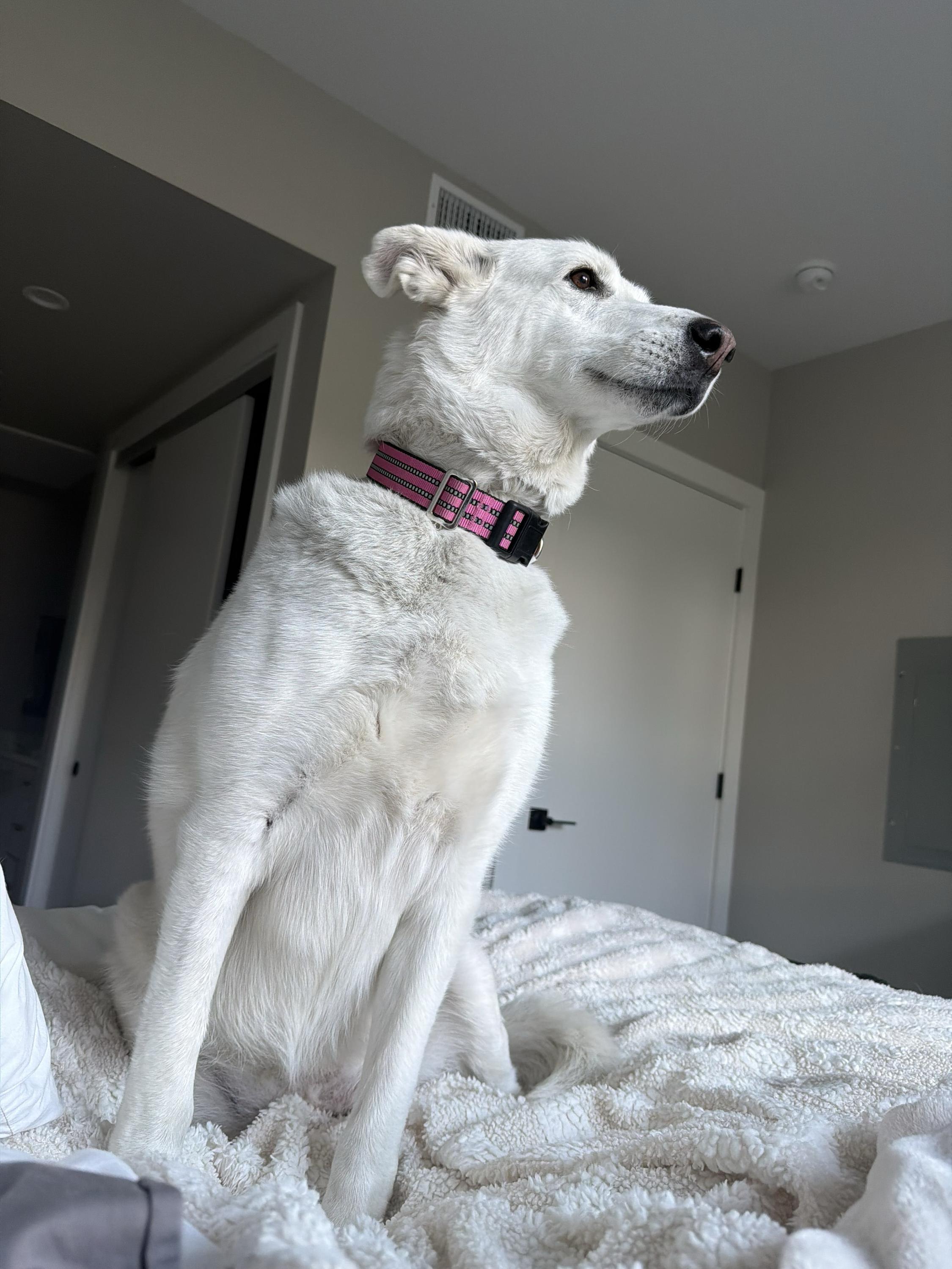 Enlarge Alice, a Adoptable mixed breed in Rohnert Park, CA image 3/5