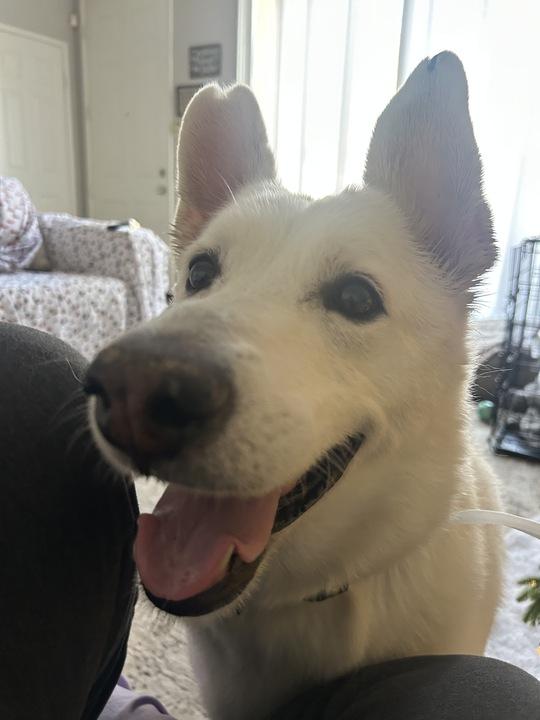 Alice, Adoptable, Adult Female White German Shepherd & Siberian Husky.
