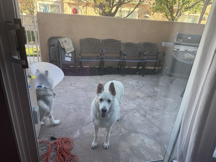 Enlarge Alice, a Adoptable mixed breed in San Rafael, CA image 4/4