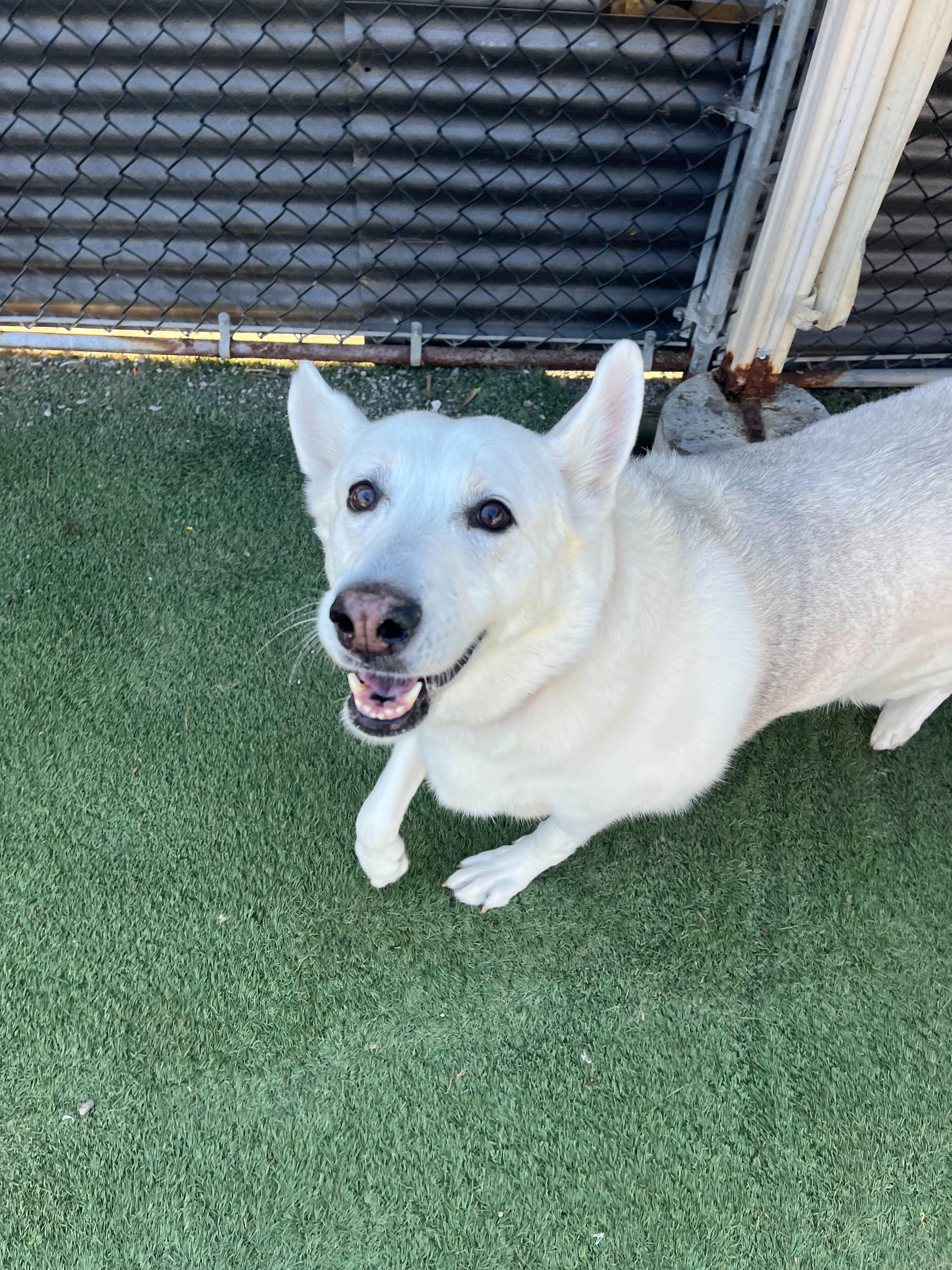 Enlarge Alice, a Adoptable mixed breed in San Rafael, CA image 6/6