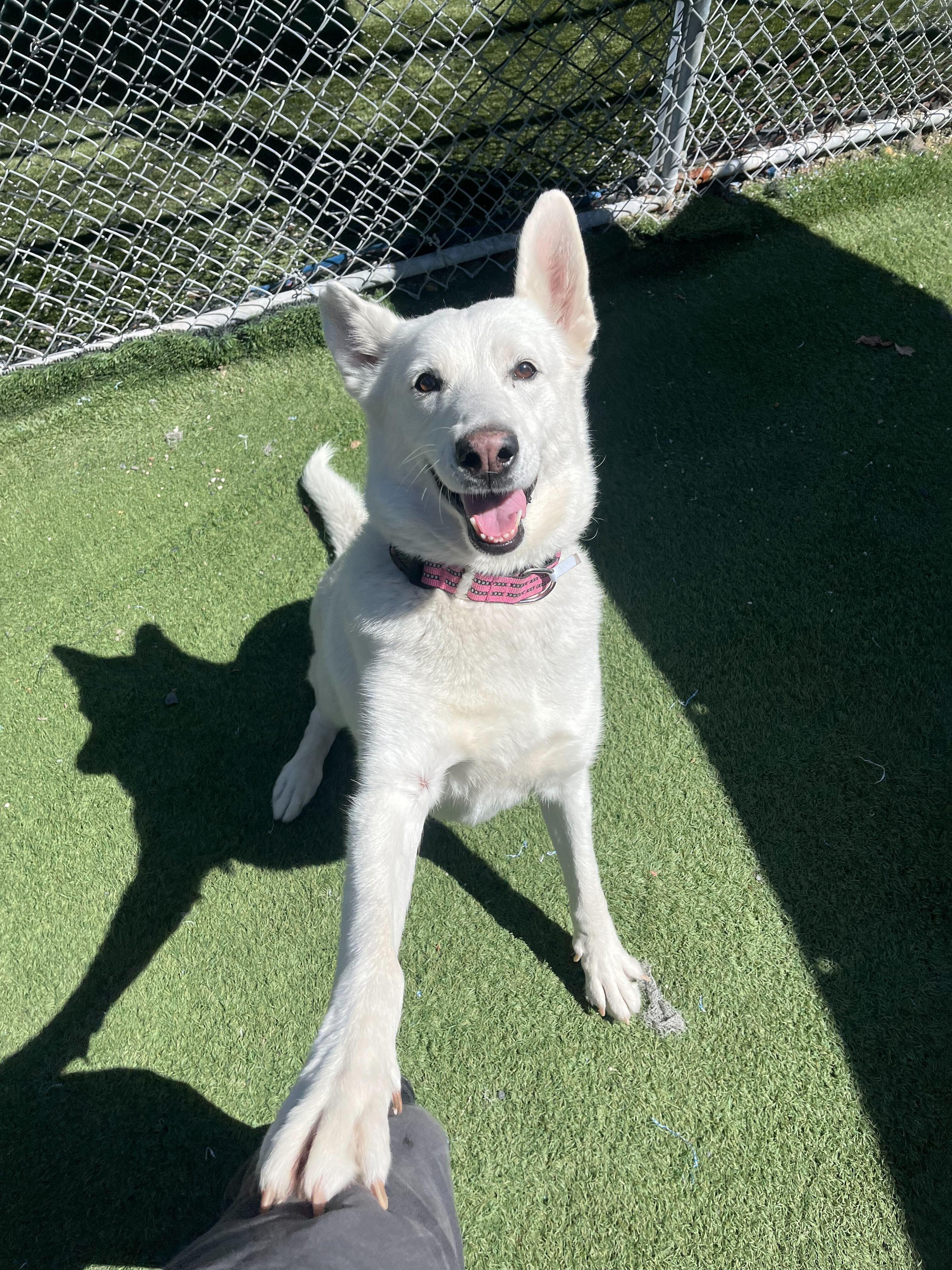 Enlarge Alice, a Adoptable mixed breed in Rohnert Park, CA image 5/5