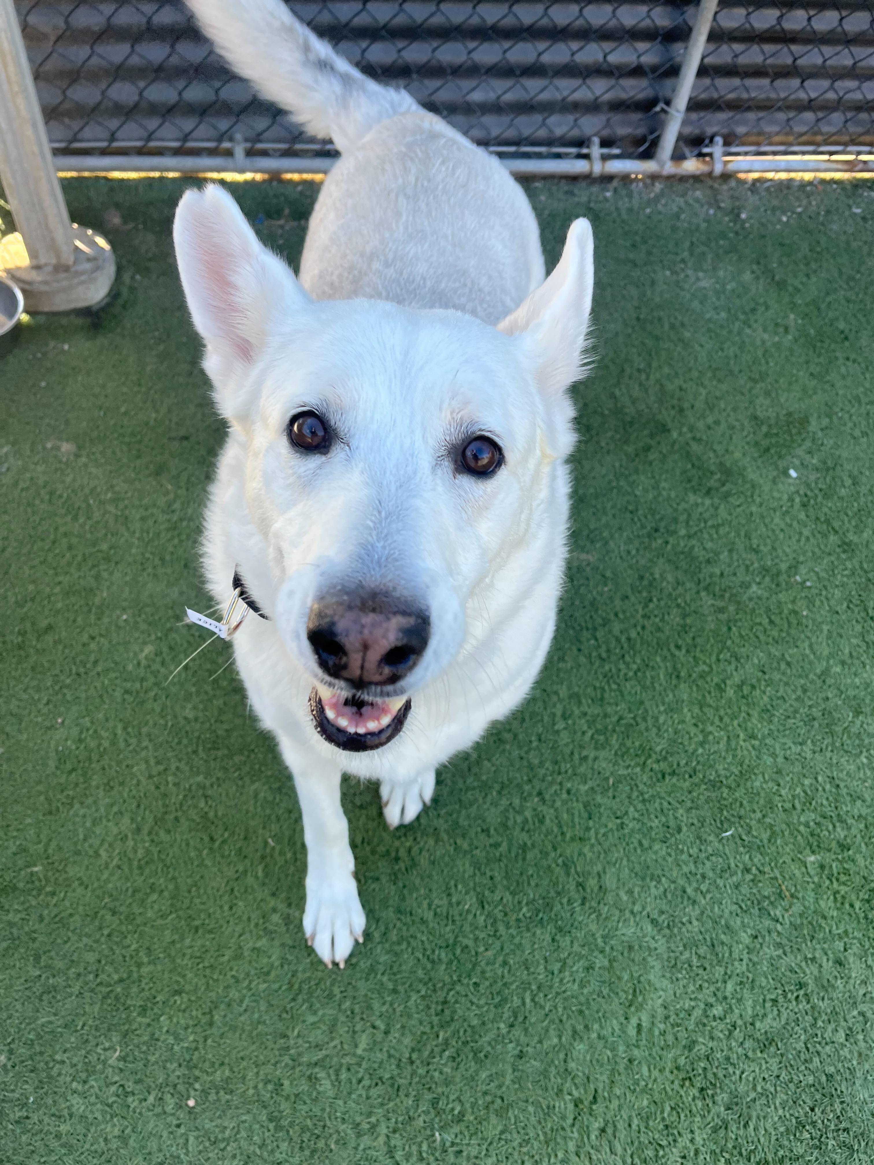 Enlarge Alice, a Adoptable mixed breed in San Rafael, CA image 2/6