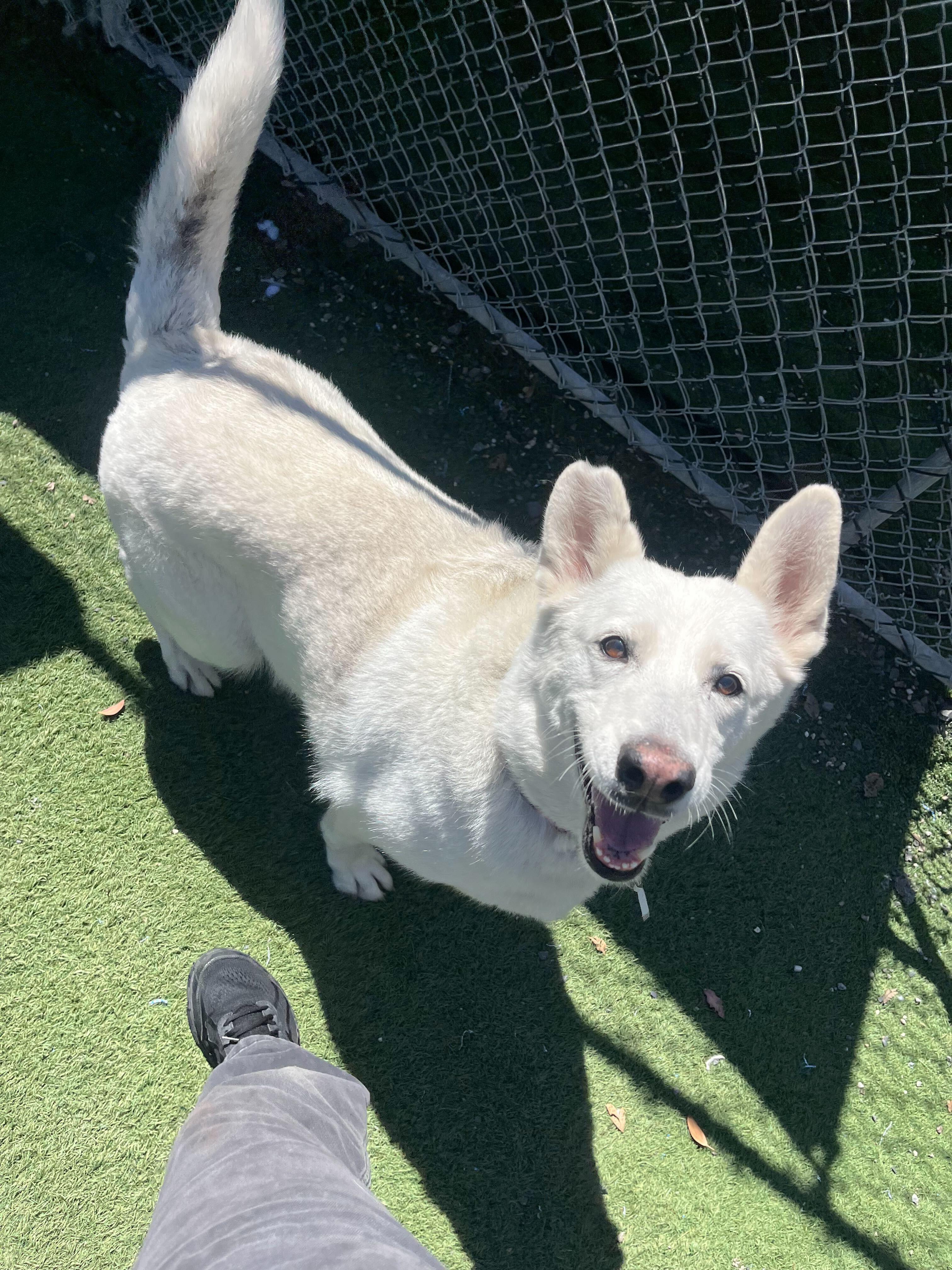 Enlarge Alice, a Adoptable mixed breed in Rohnert Park, CA image 4/5