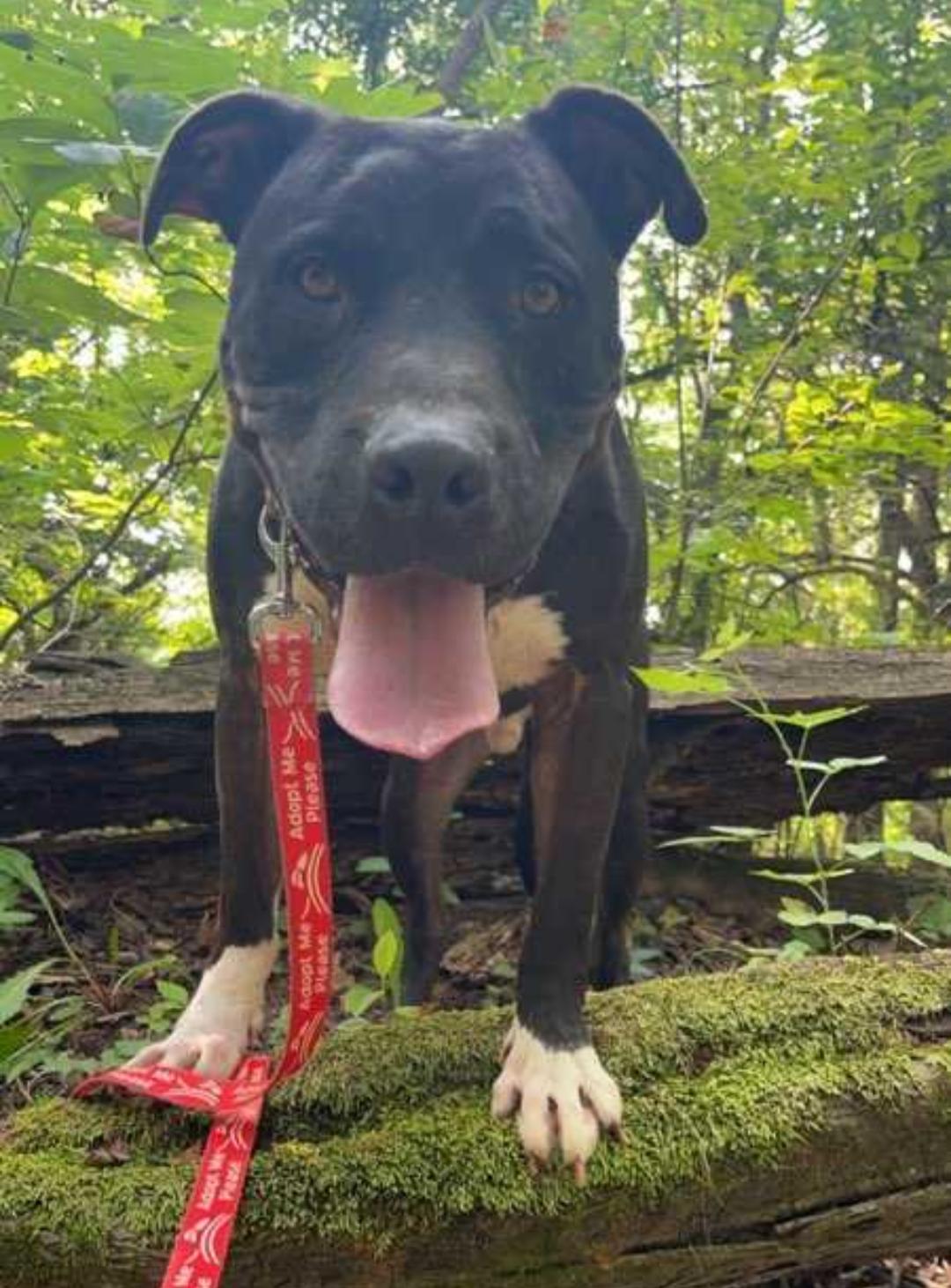Jock, a Adoptable Black Labrador Retriever in Jasonville, IN image 1/3