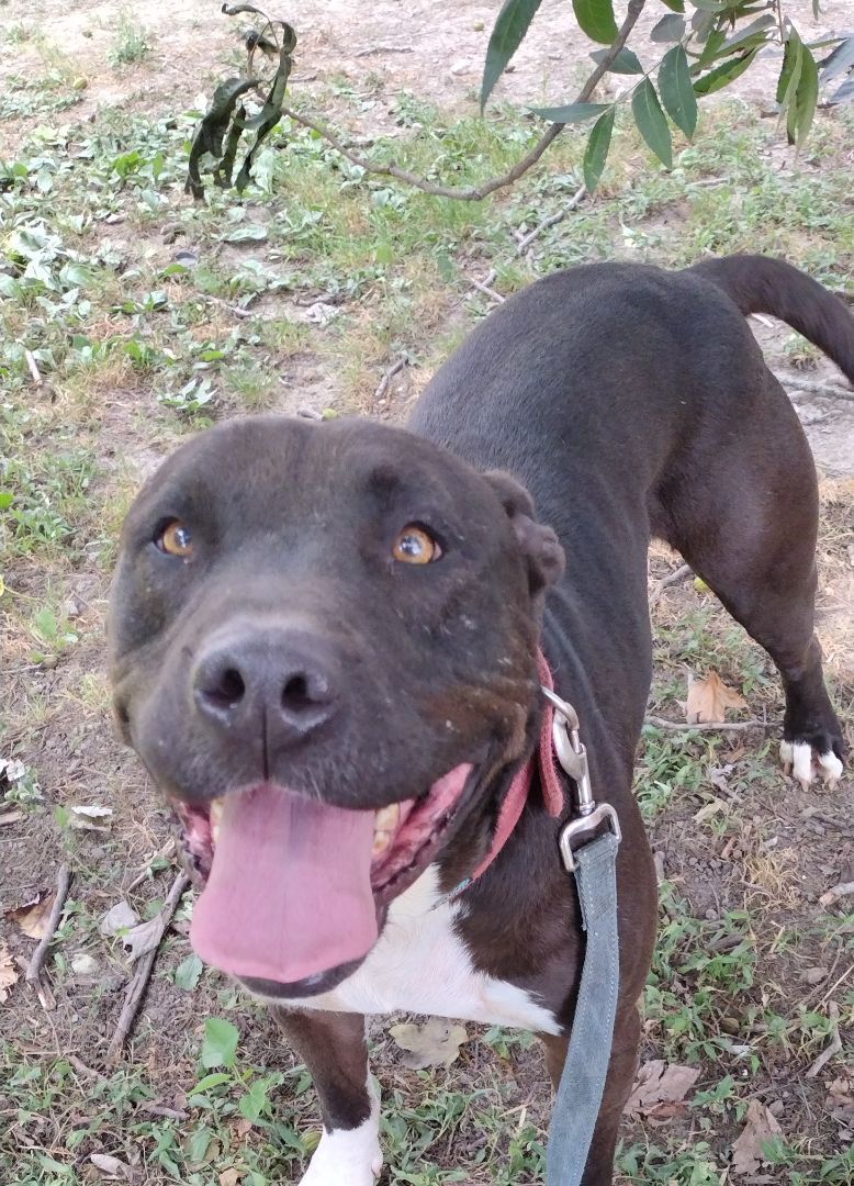 Jock, a Adoptable Black Labrador Retriever in Jasonville, IN image 2/3