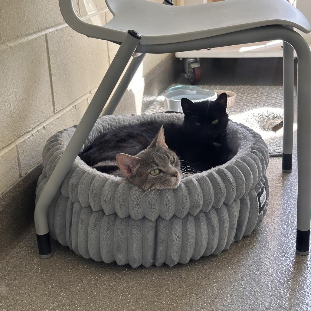 Missy, Adoptable, Adult Female Domestic Short Hair.