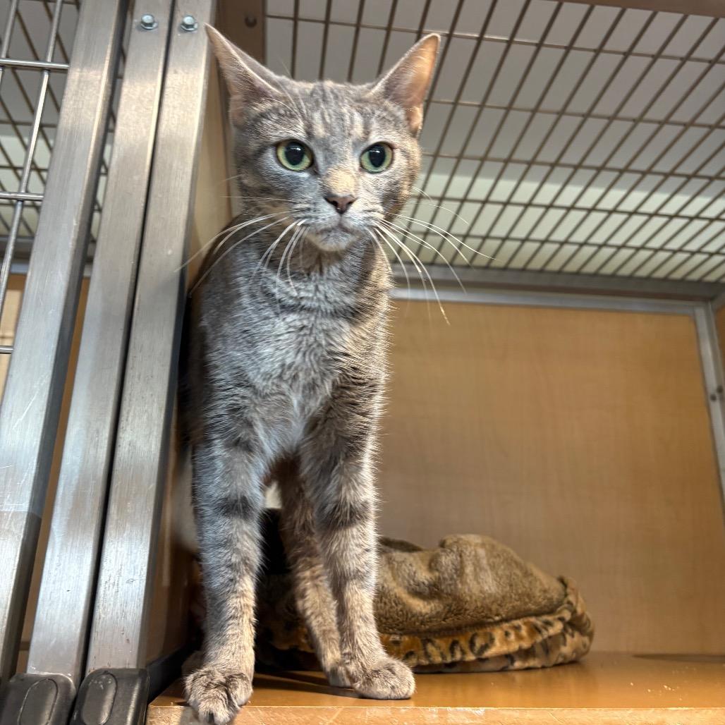 Missy, Adoptable, Adult Female Domestic Short Hair.