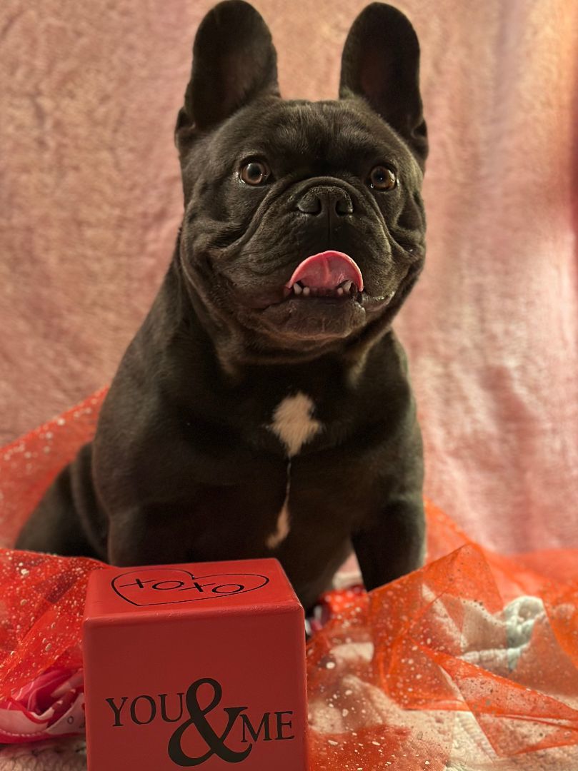 Mango, Adopted, Young Male French Bulldog.