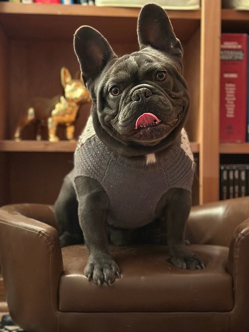 Enlarge Mango, a Adopted French Bulldog in Garland, TX image 2/3