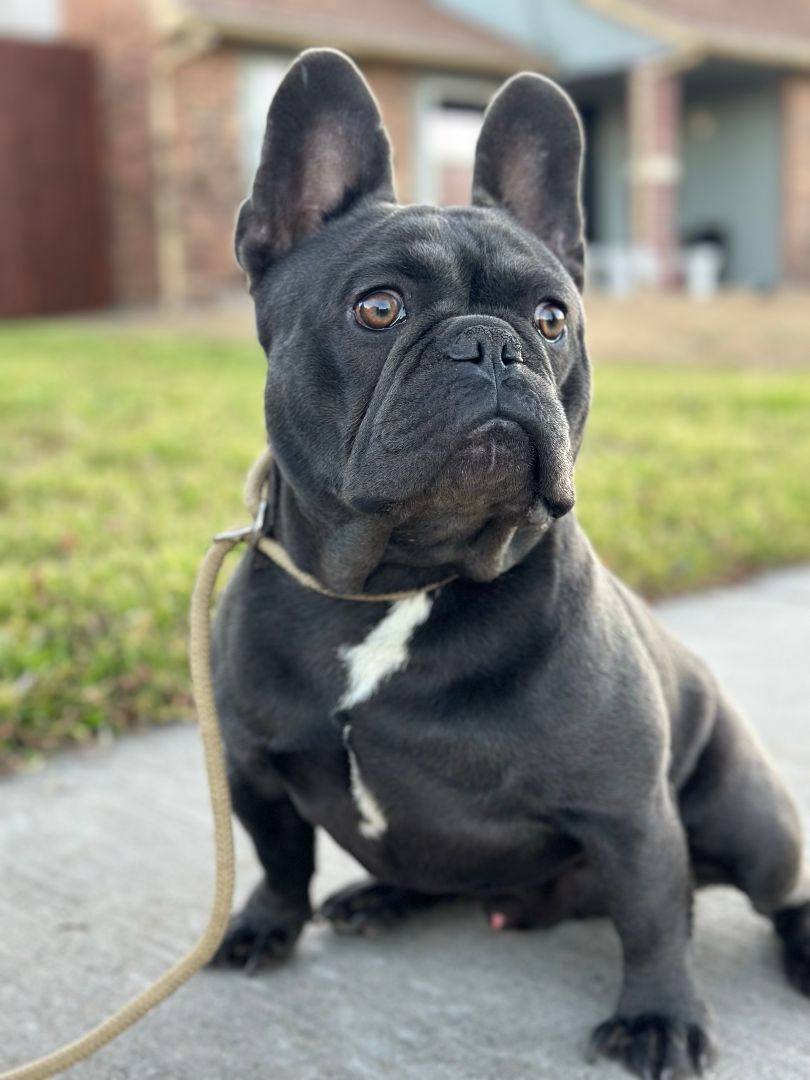 Enlarge Mango, a Adopted French Bulldog in Garland, TX image 3/3