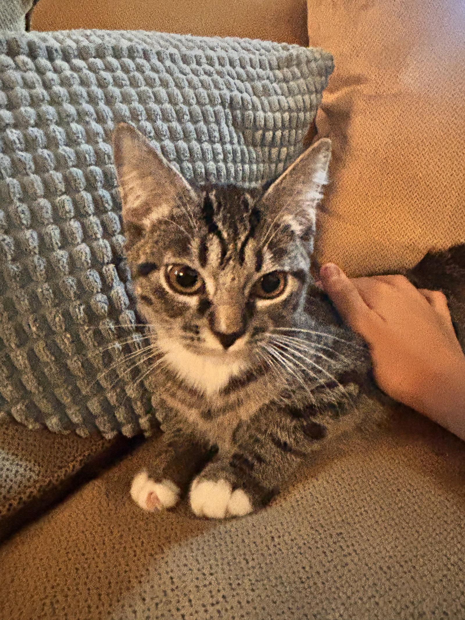 Ana ( EE), Adoptable, Young Female Tabby & Domestic Short Hair.