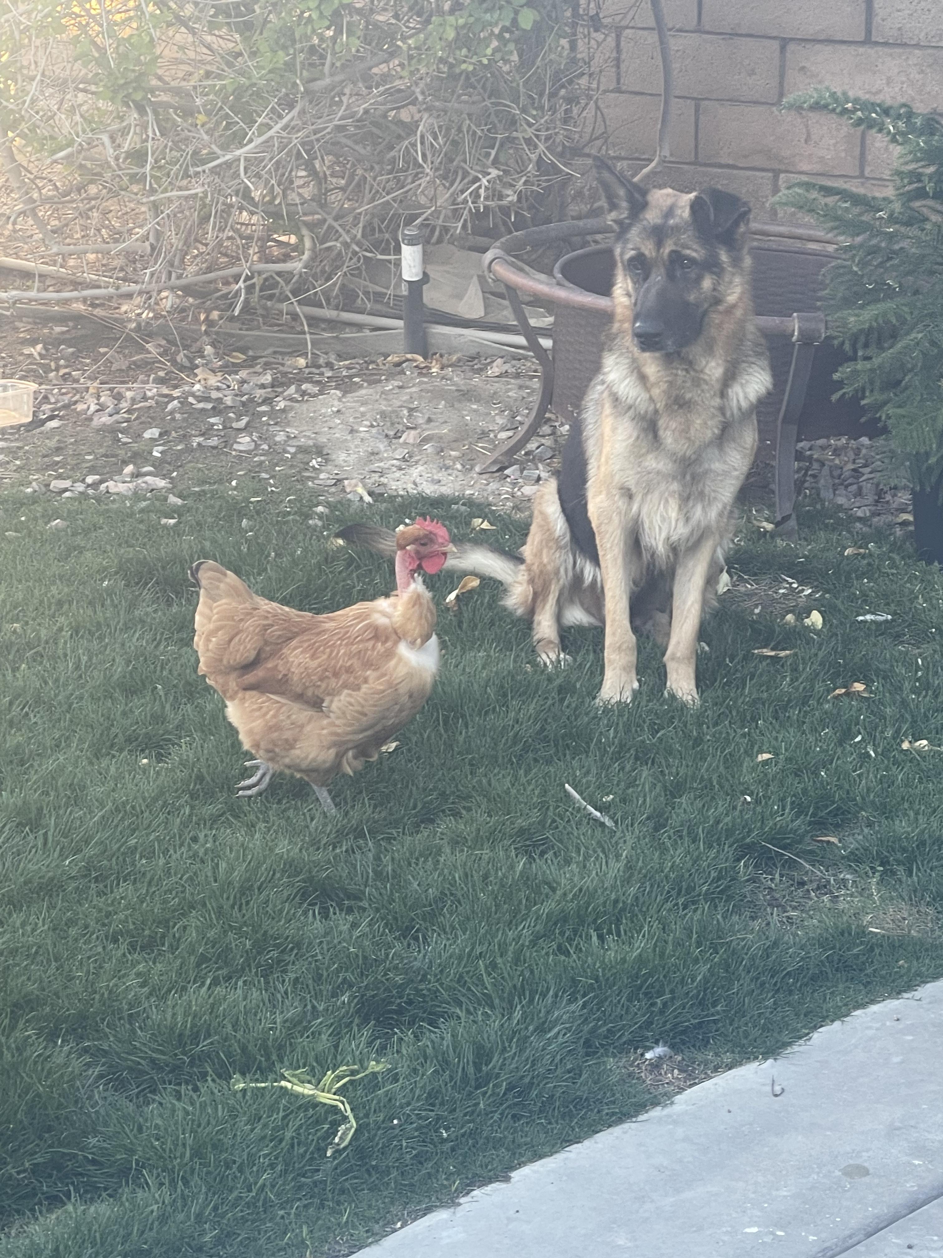 Valkyrie, a Adoptable German Shepherd Dog in Palm desert, CA image 2/3
