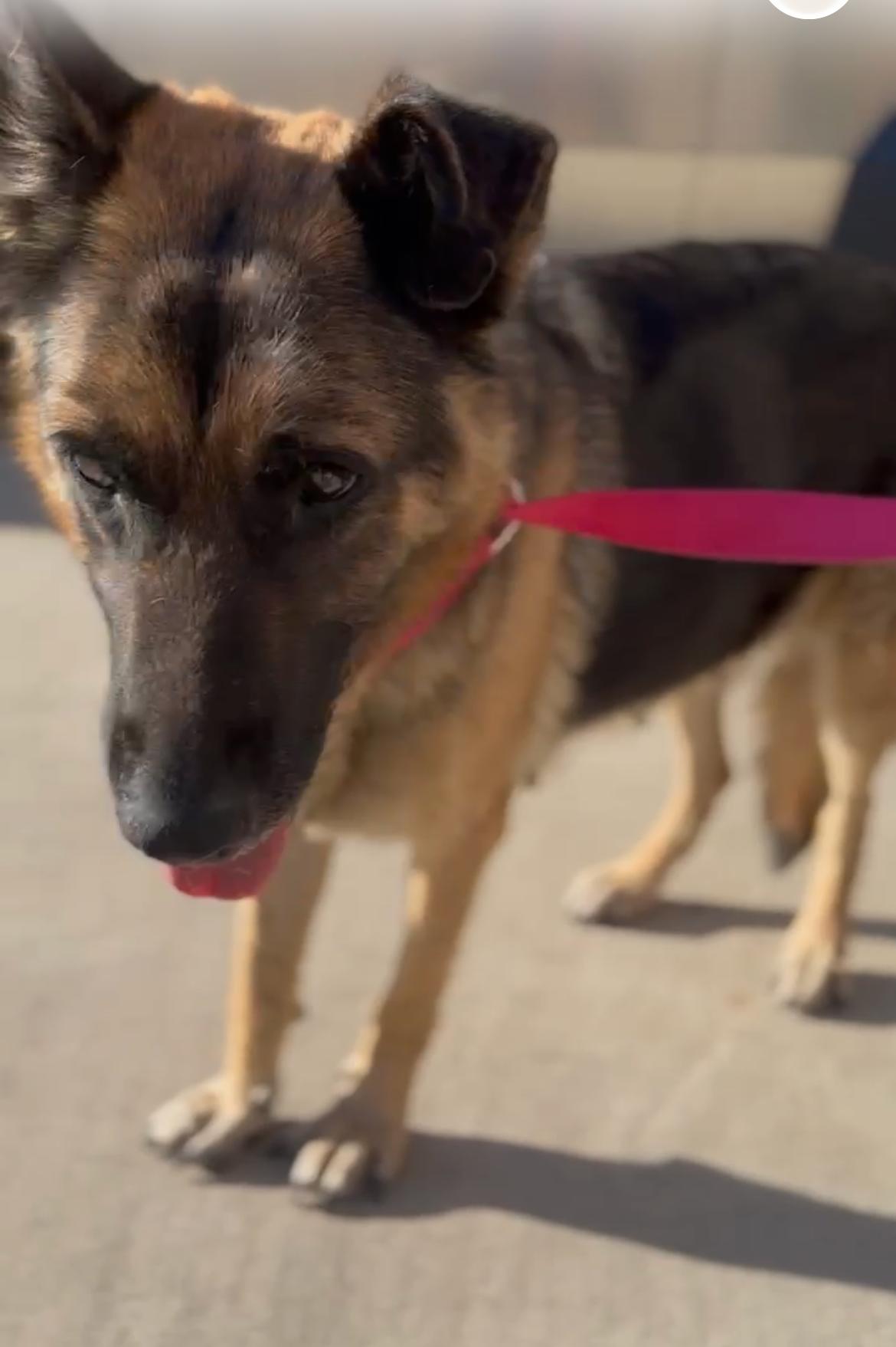 Valkyrie, a Adoptable German Shepherd Dog in Palm desert, CA image 3/3