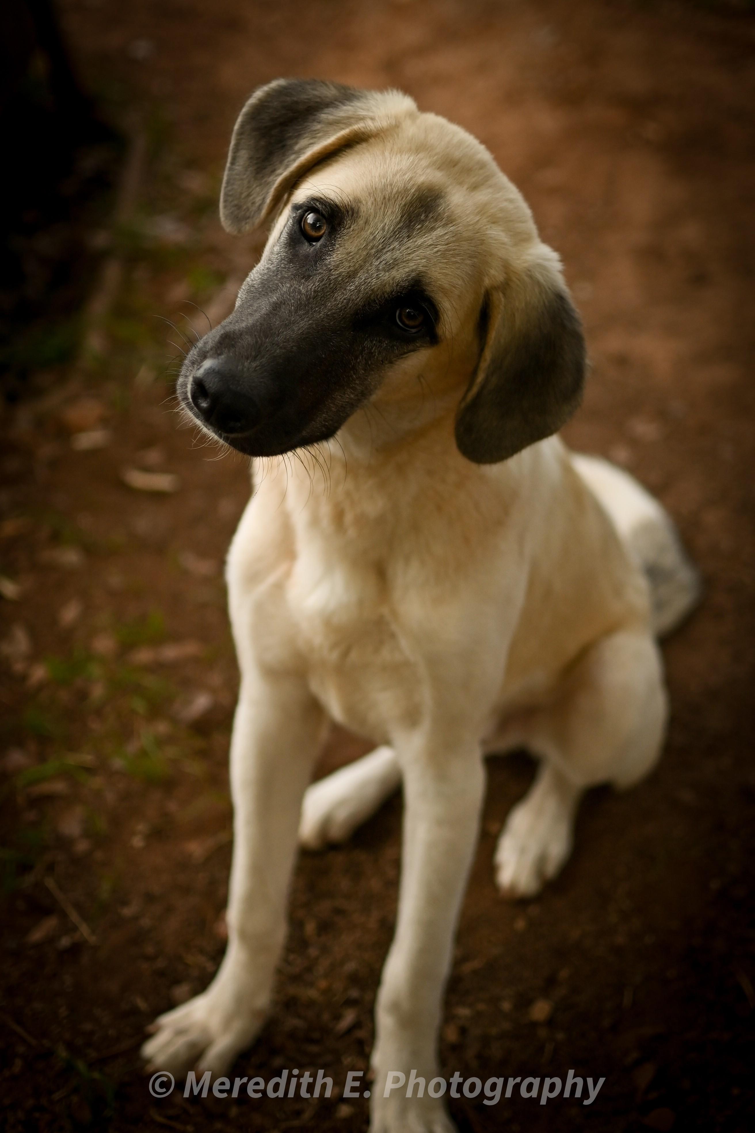 Waggin Jennings, Adopted, Young Male Anatolian Shepherd & Akbash.