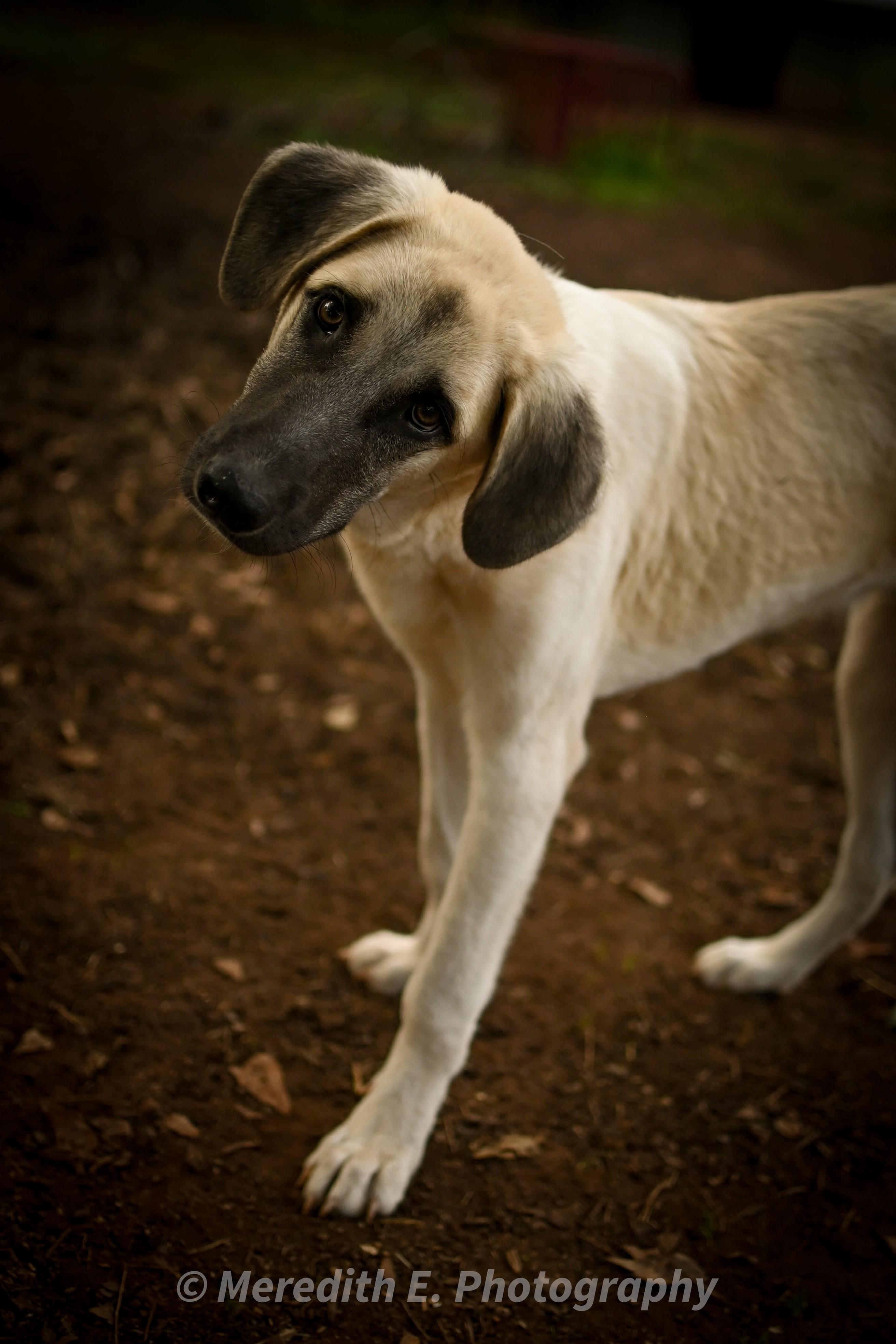Waggin Jennings, Adopted, Young Male Anatolian Shepherd & Akbash.