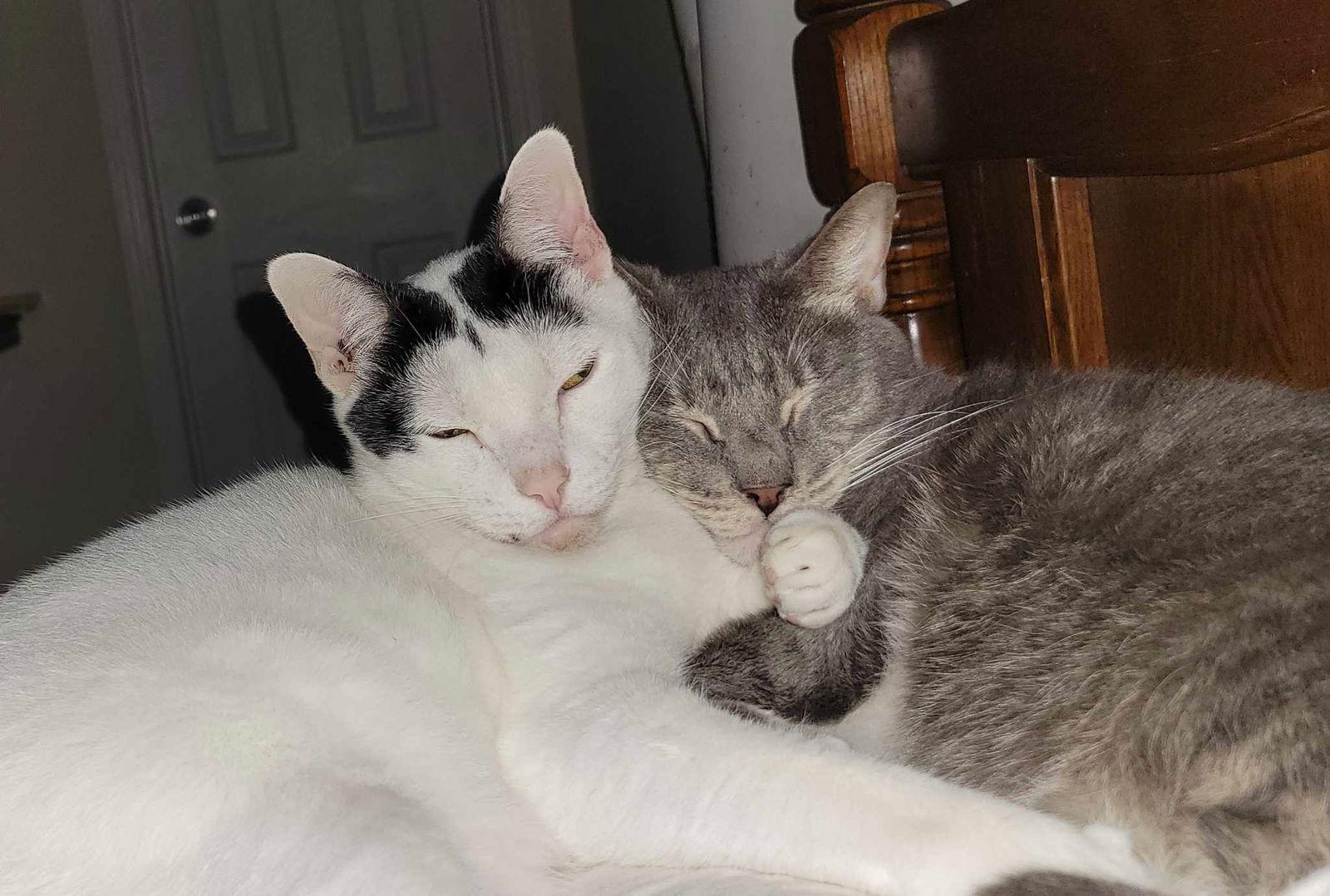 Enlarge Zeus, a Adoptable Tabby in Locust Grove, GA image 1/3