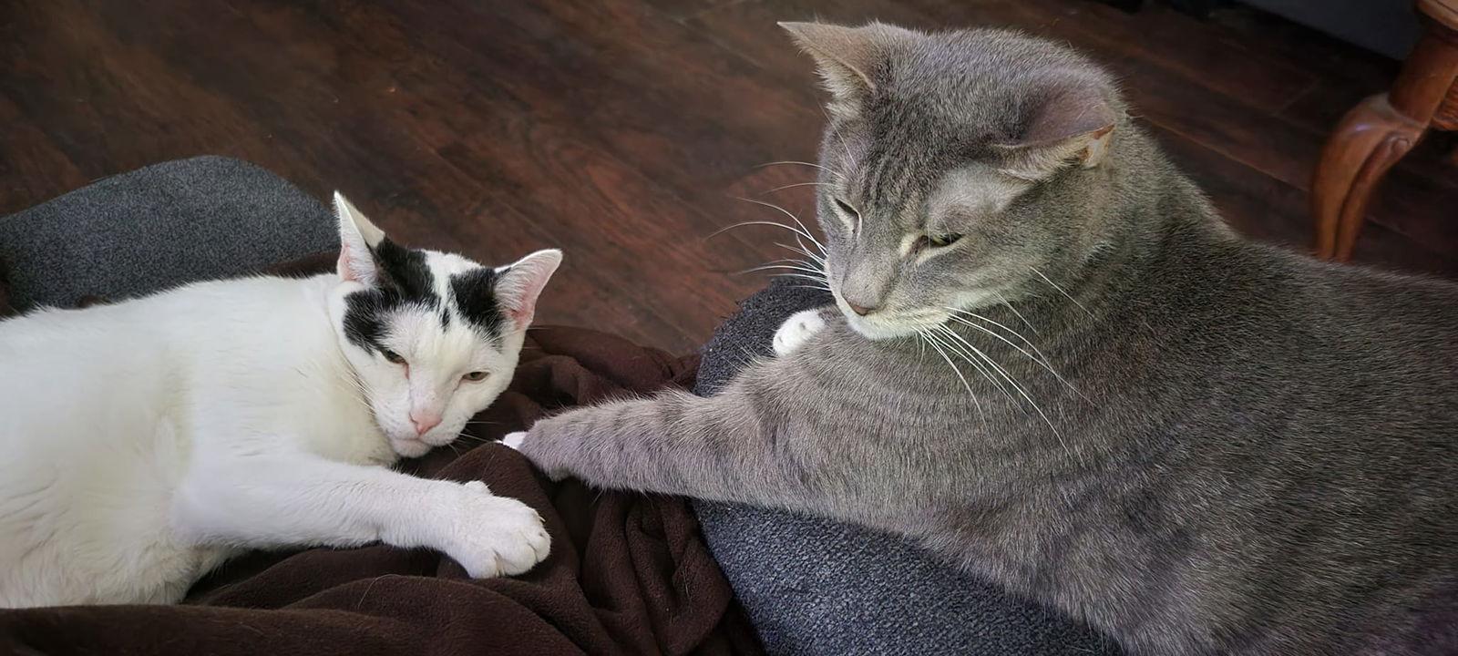 Enlarge Zeus, a Adoptable Tabby in Locust Grove, GA image 2/3