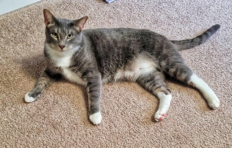 Enlarge Zeus, a Adoptable Tabby in Locust Grove, GA image 3/3