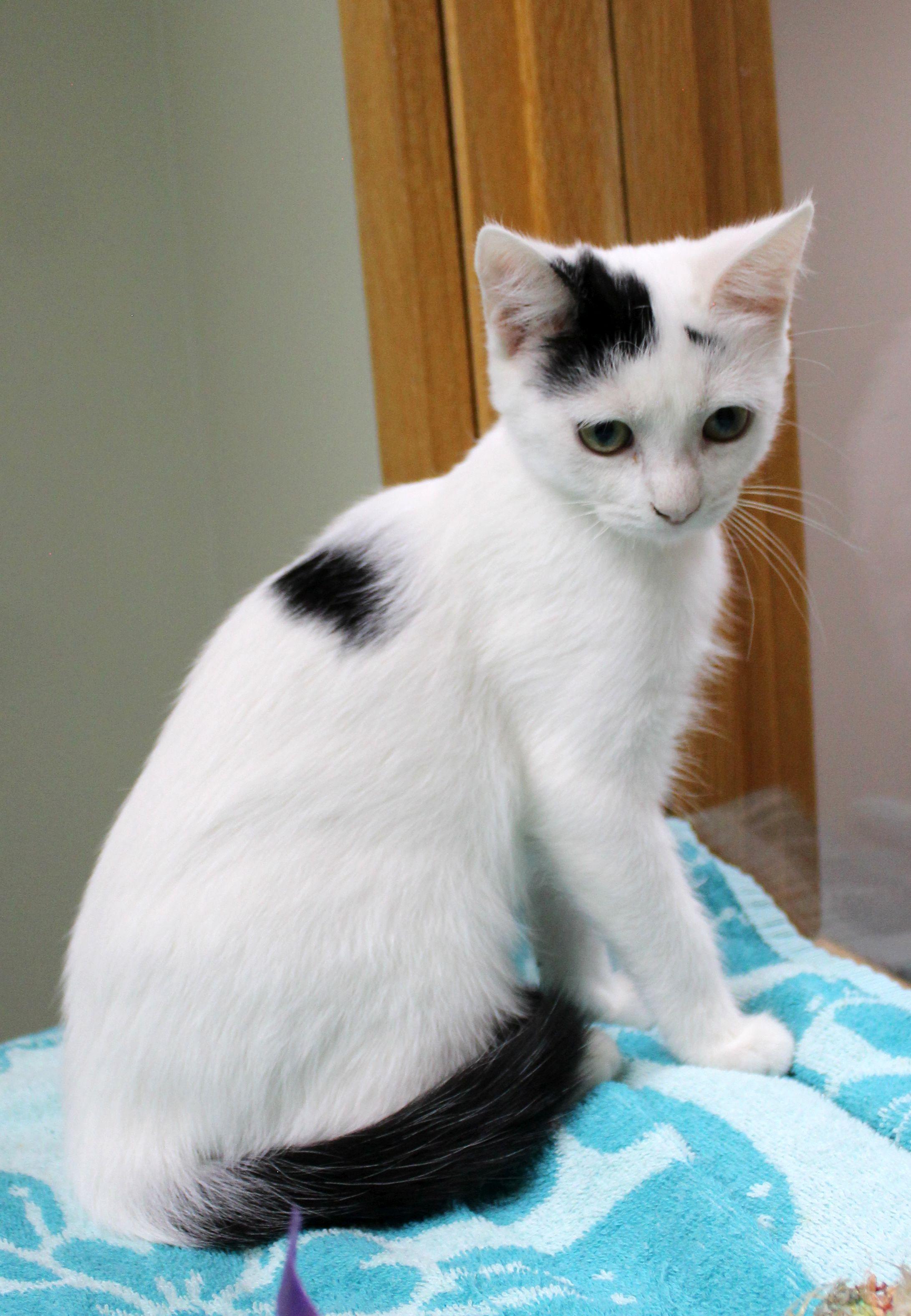 Enlarge Zenobia, a Adoptable mixed breed in Portage, WI image 1/3
