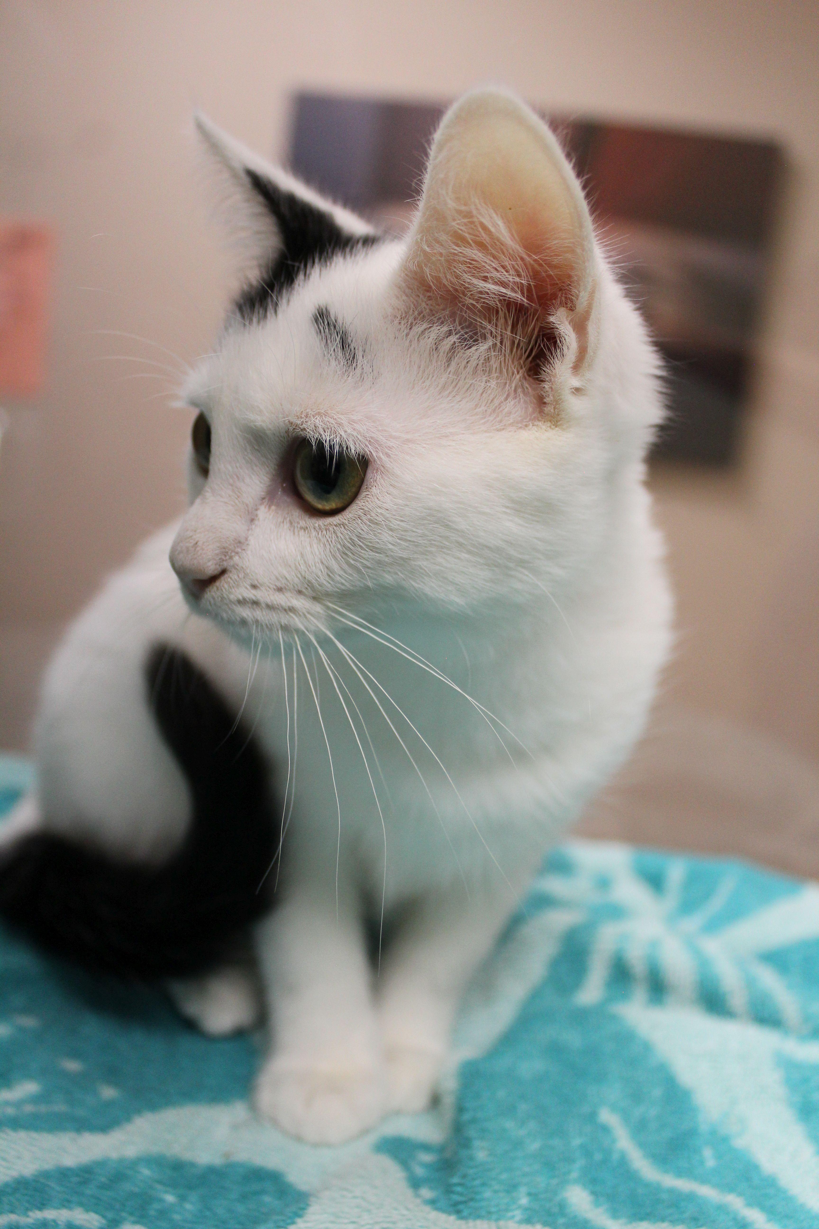 Enlarge Zenobia, a Adoptable mixed breed in Portage, WI image 2/3