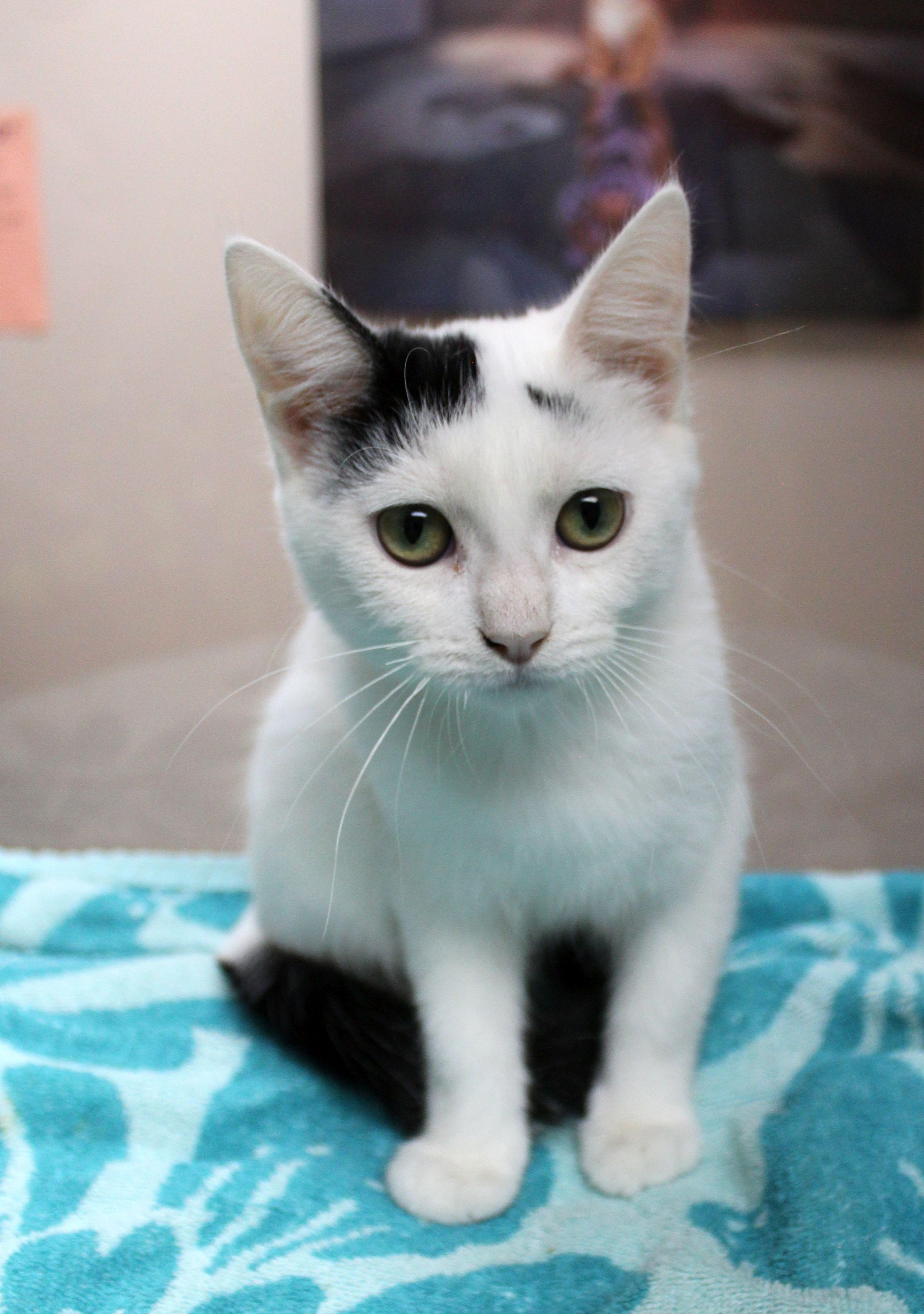 Enlarge Zenobia, a Adoptable mixed breed in Portage, WI image 3/3